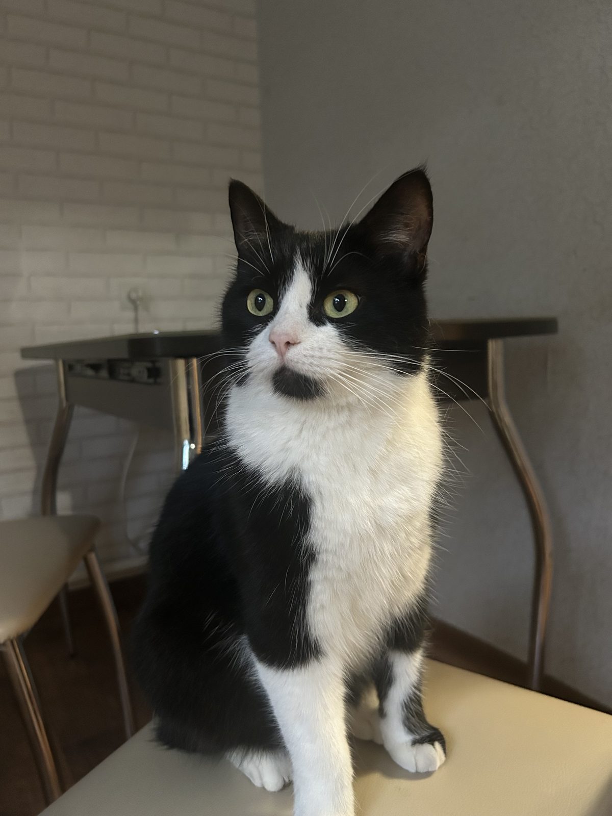 Lost Cat in Preston, England — listing photo