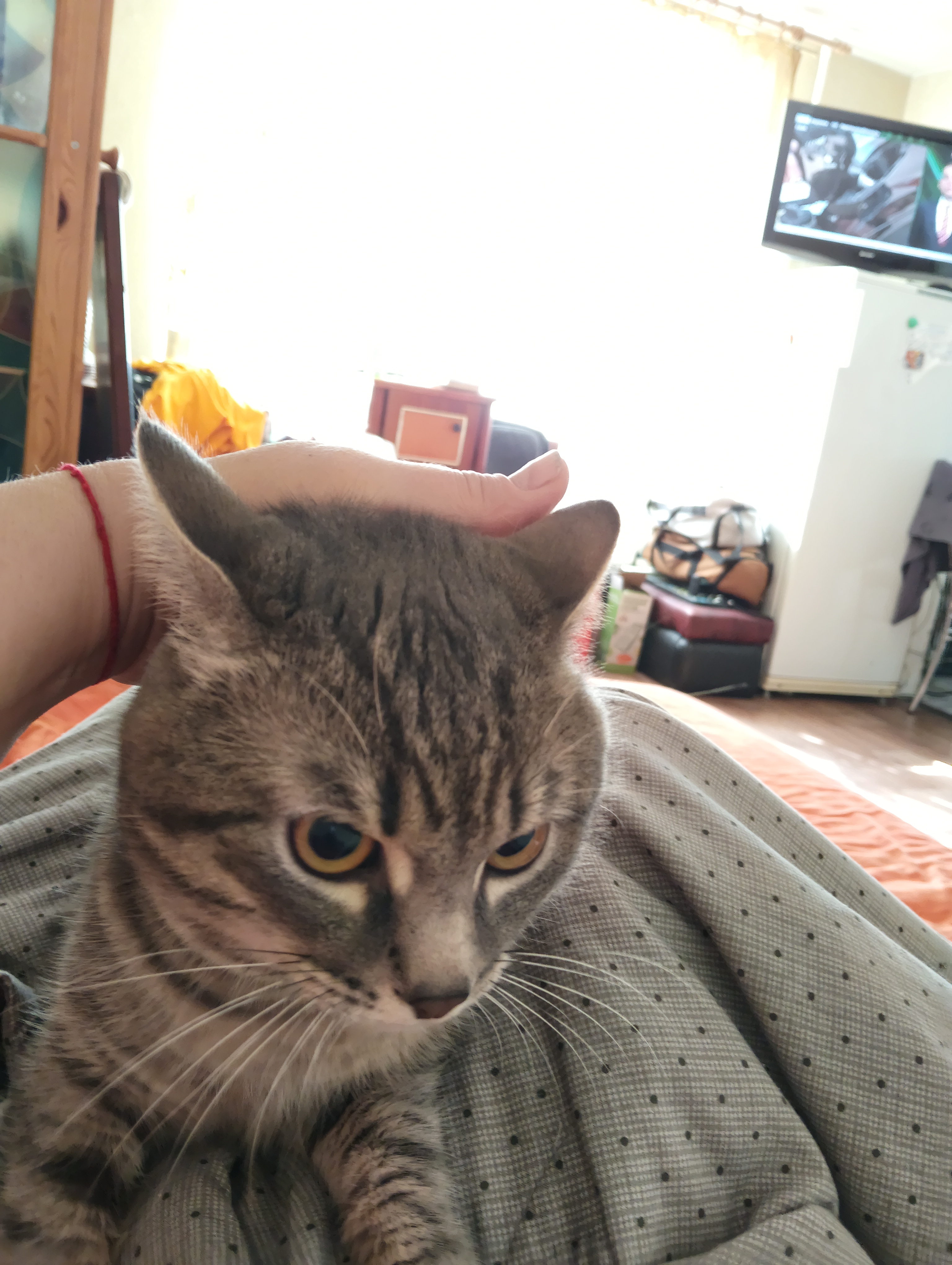 Found Cat in Coventry, England — Stray cat found in Coventry