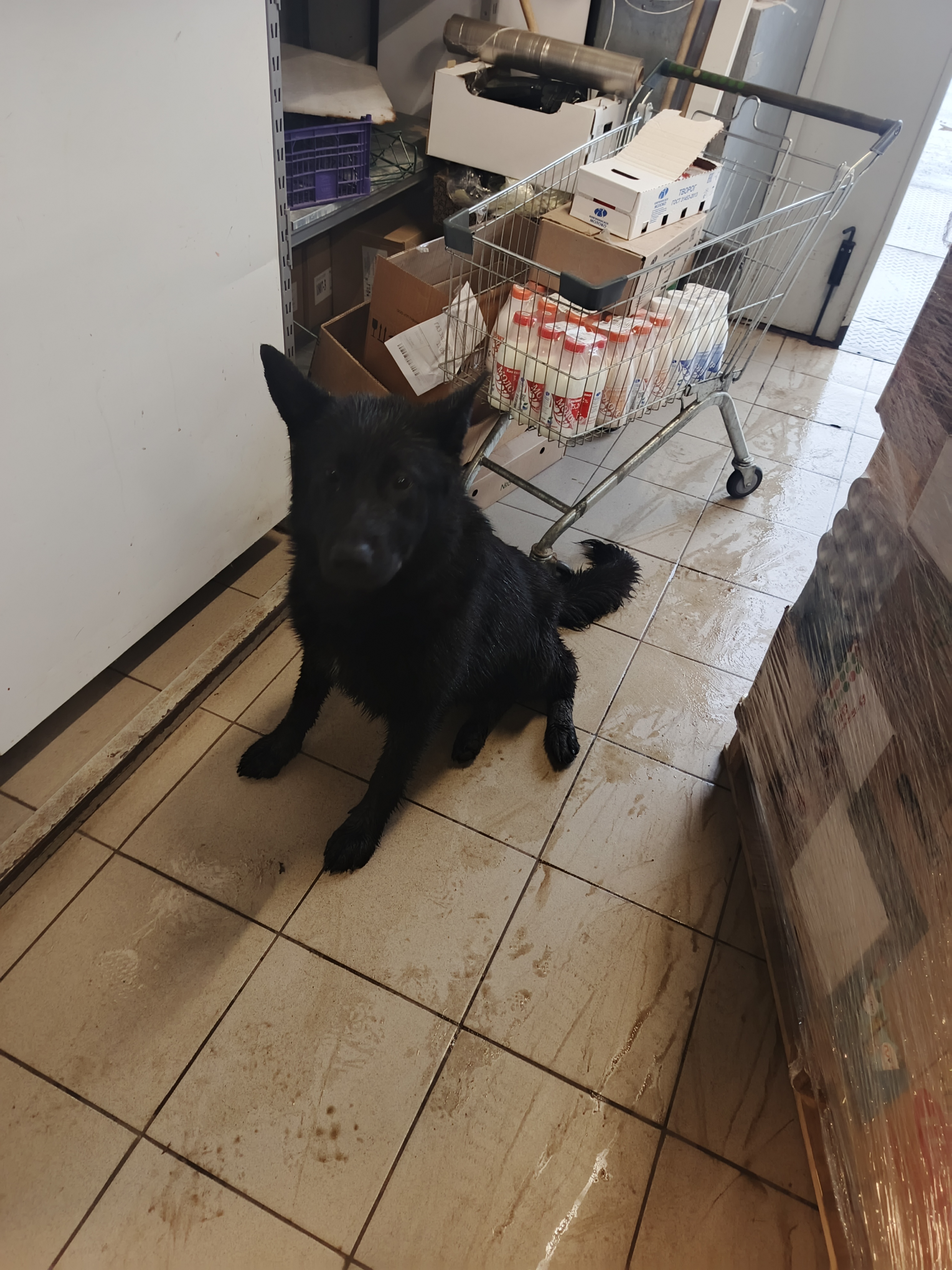 Found Dog in Belfast, Northern Ireland — Dog found in Belfast