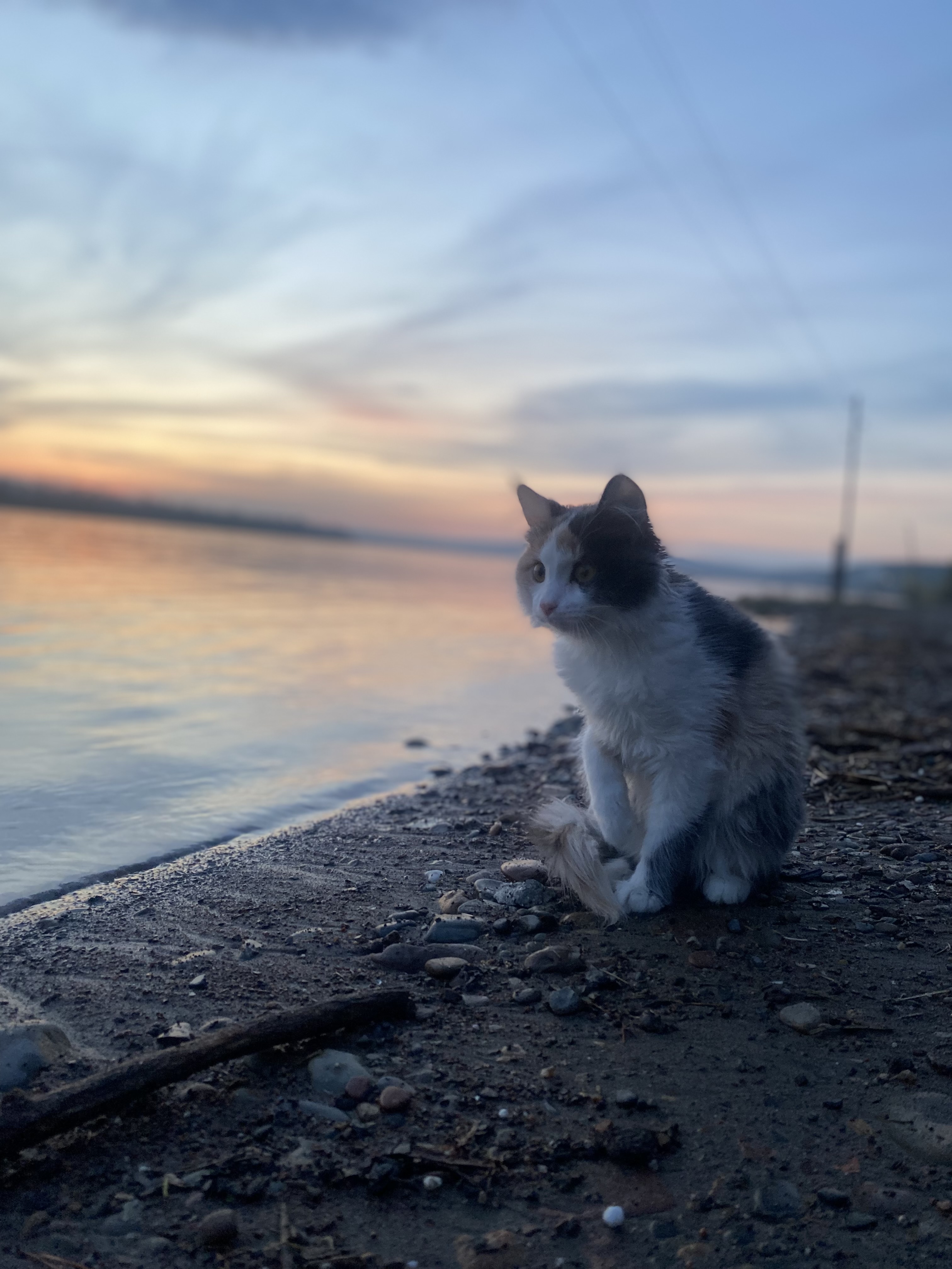 Lost Cat in Derby, England — listing photo