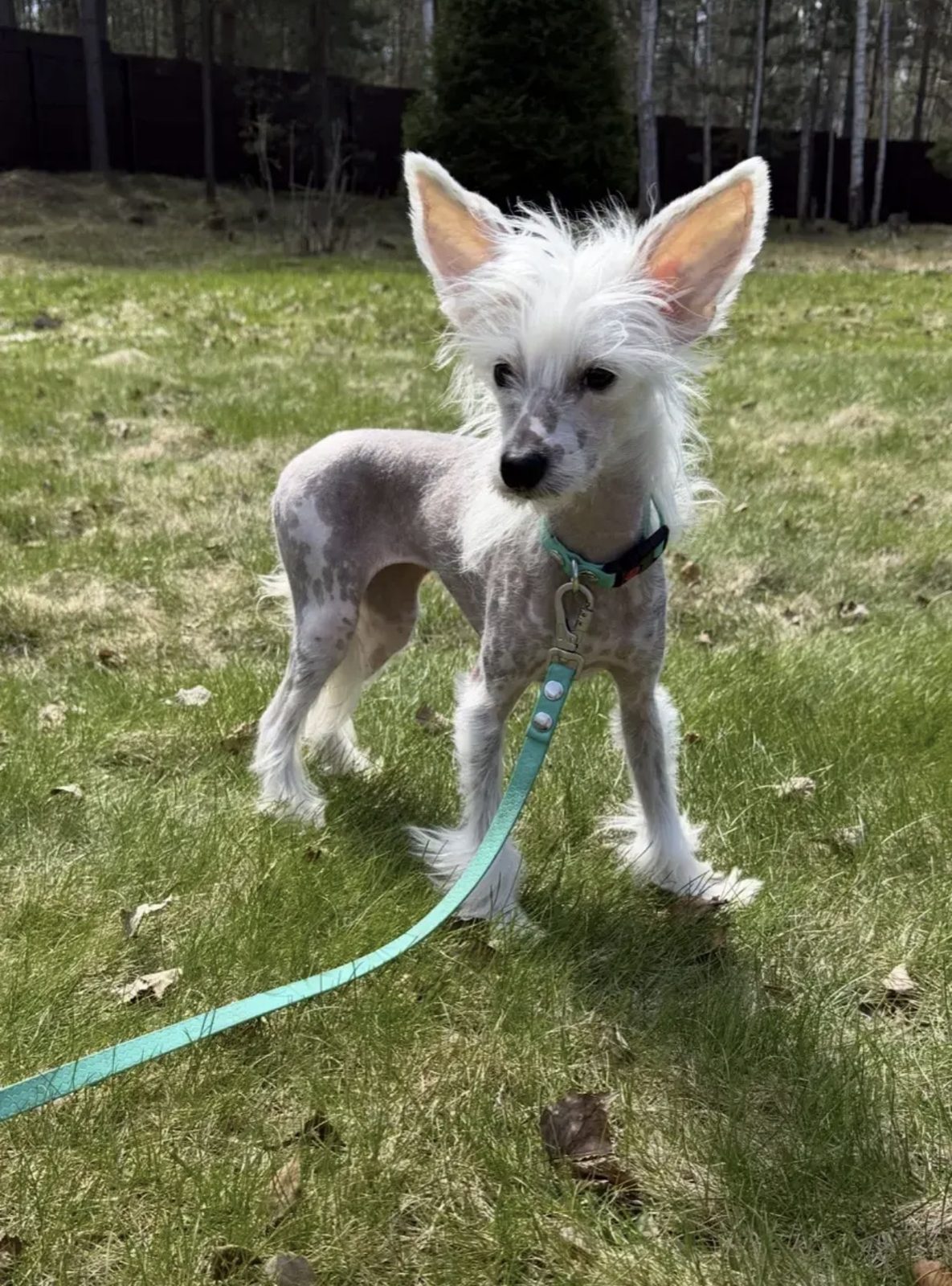 Lost Dog in Watford, England — listing photo