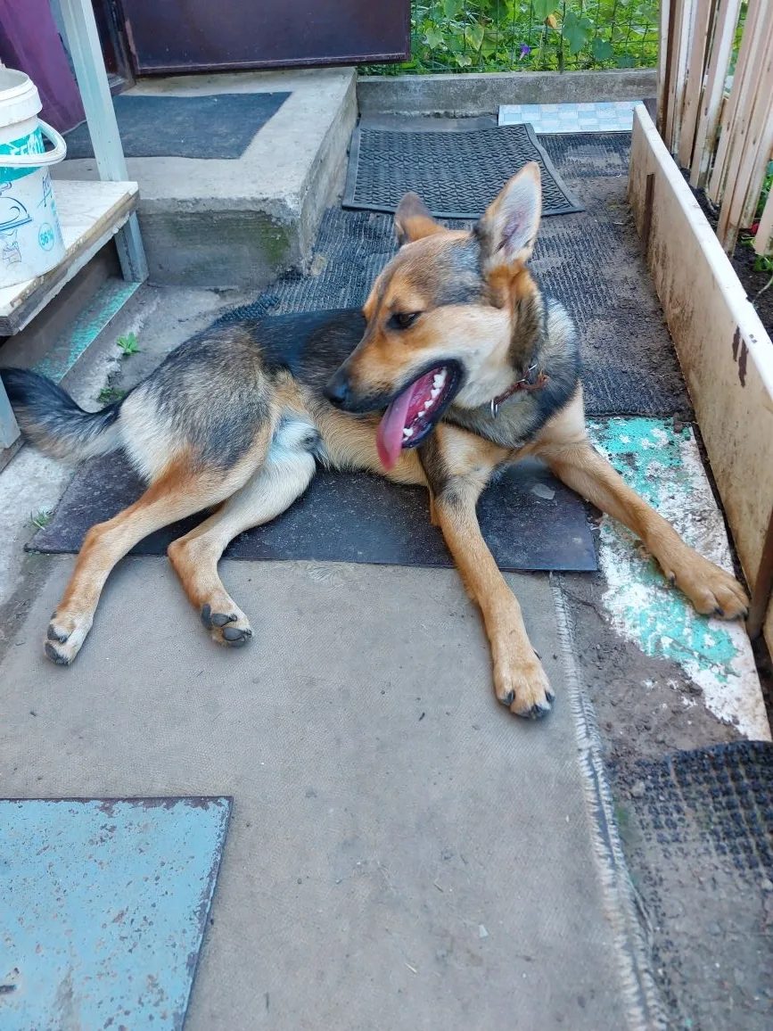 Lost Dog in Derby, England — listing photo