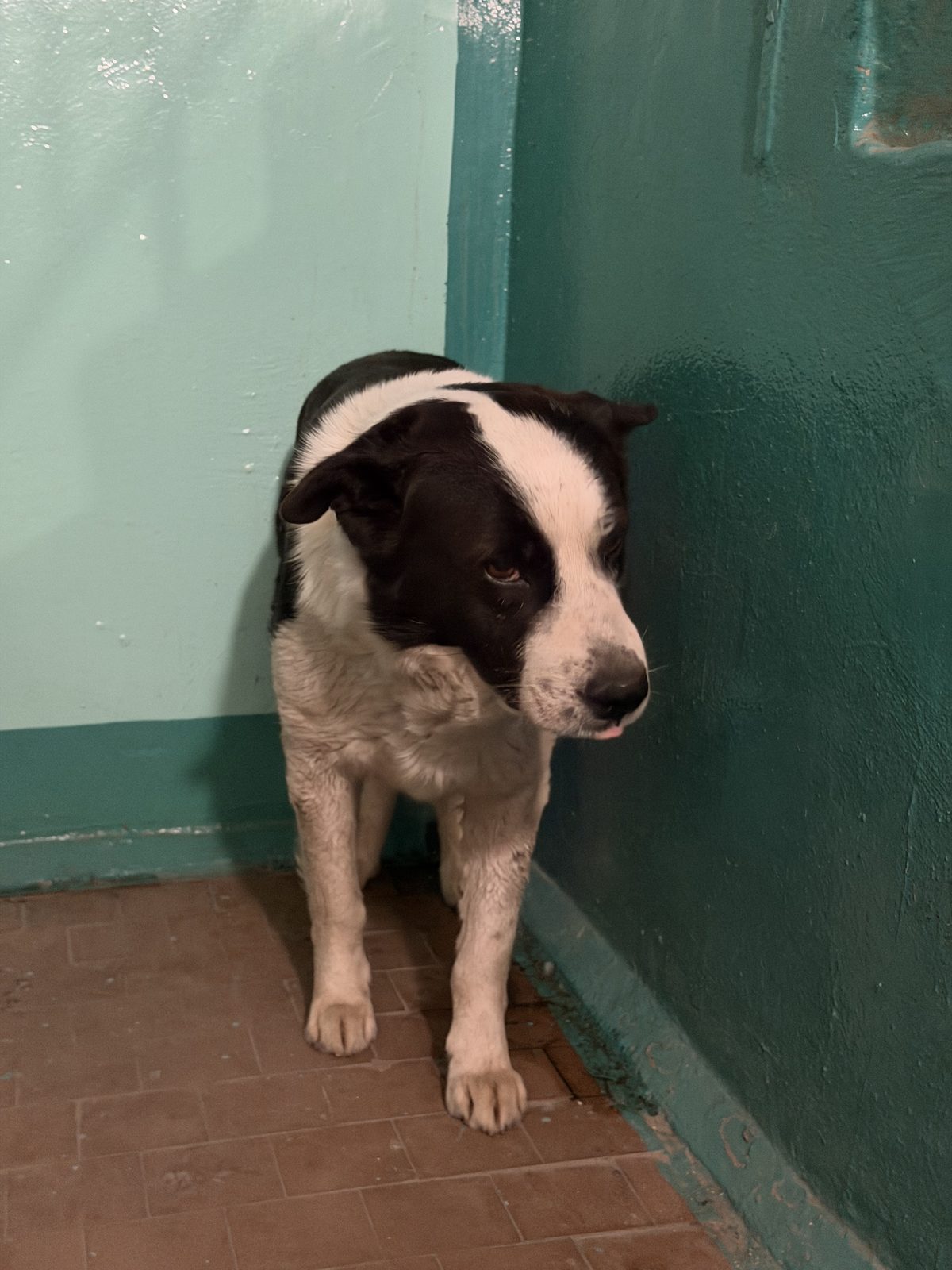 Found Dog in Plymouth, England — Dog found in Plymouth