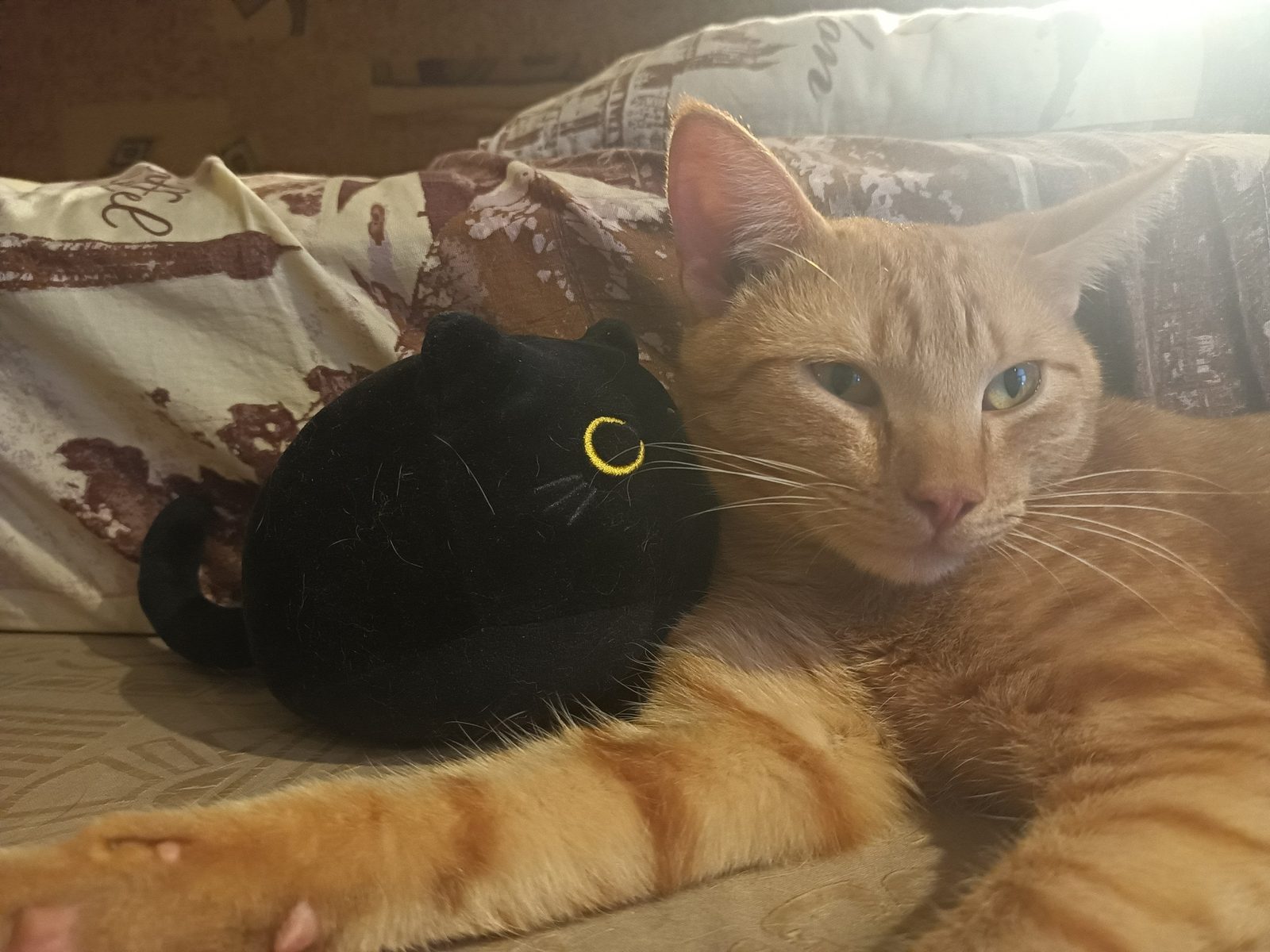Lost Cat in Cardiff, Wales — listing photo