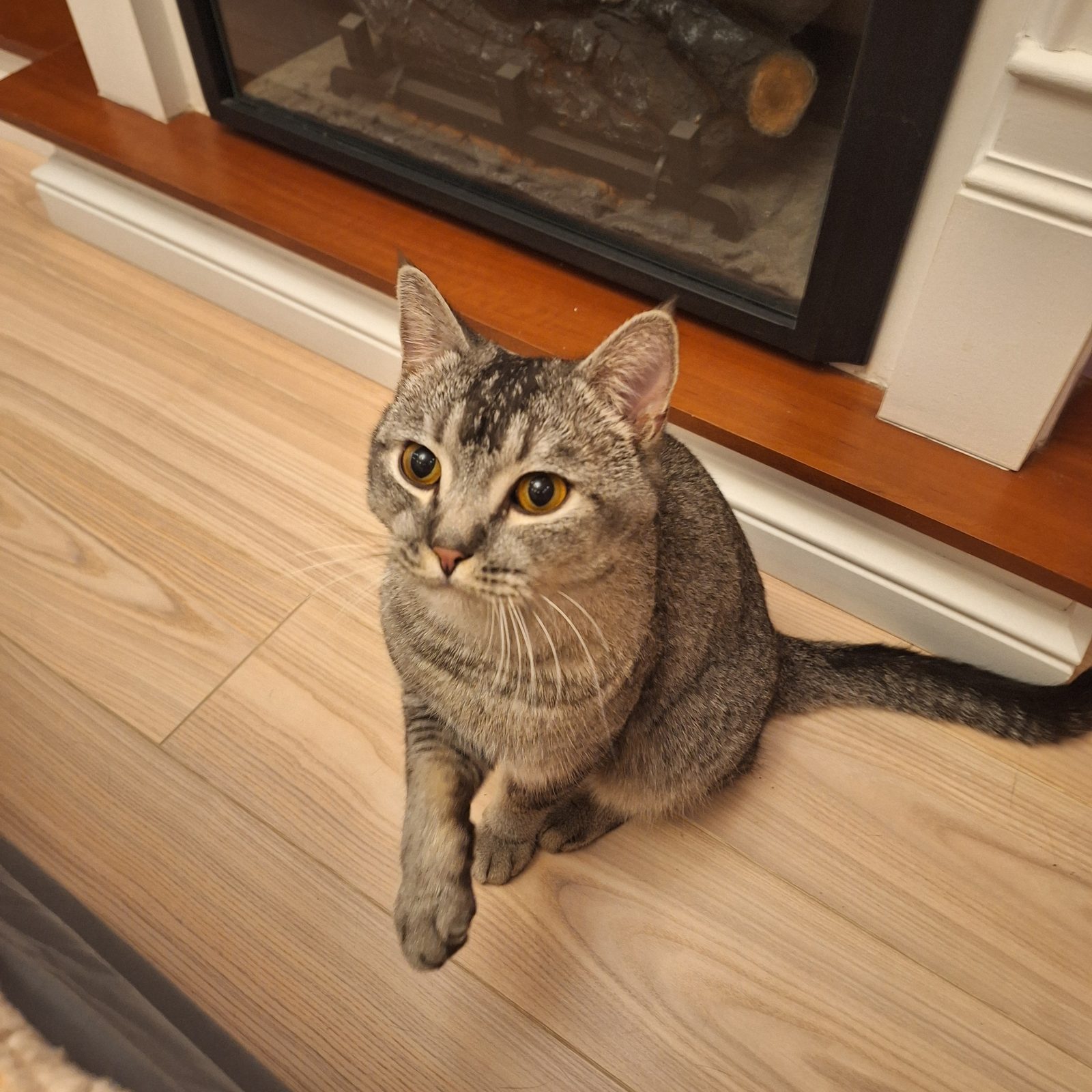 Found Cat in Blackpool, England Found Cat in Blackpool, England — listing photo