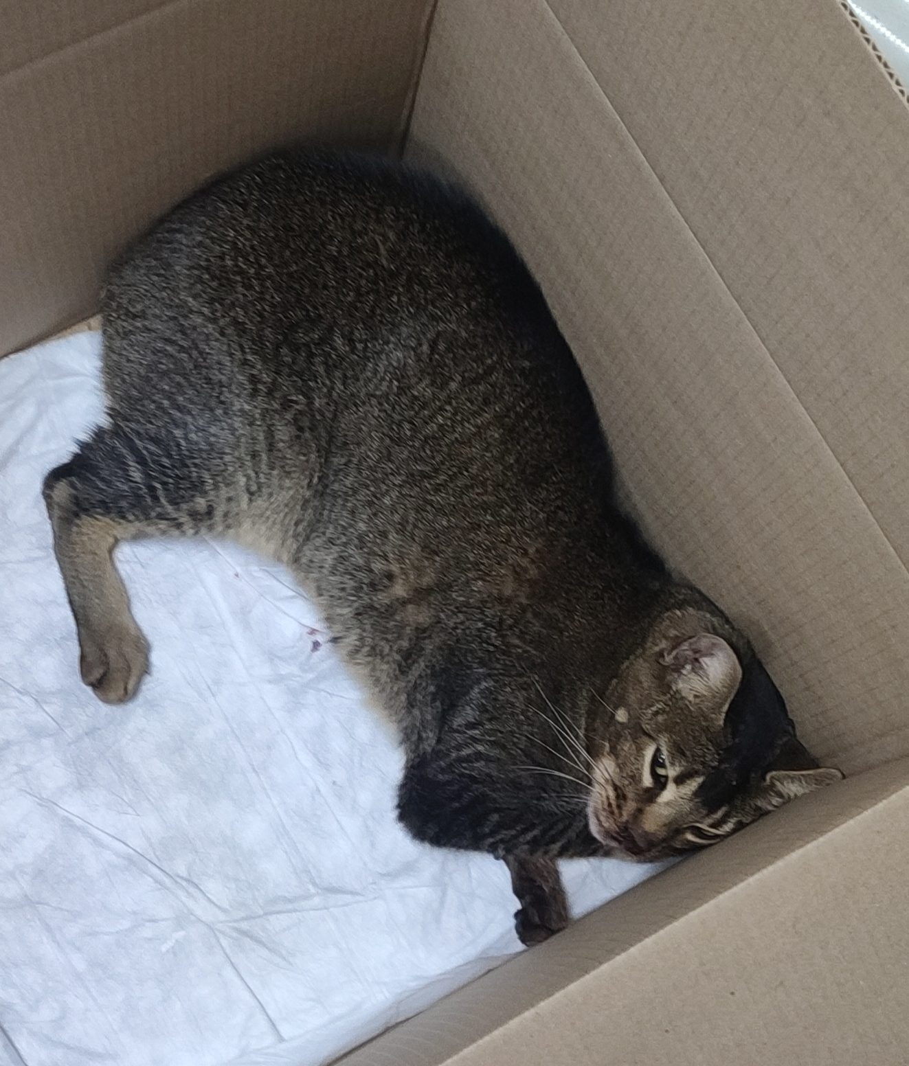 Found Cat in Dundee, Scotland — listing photo