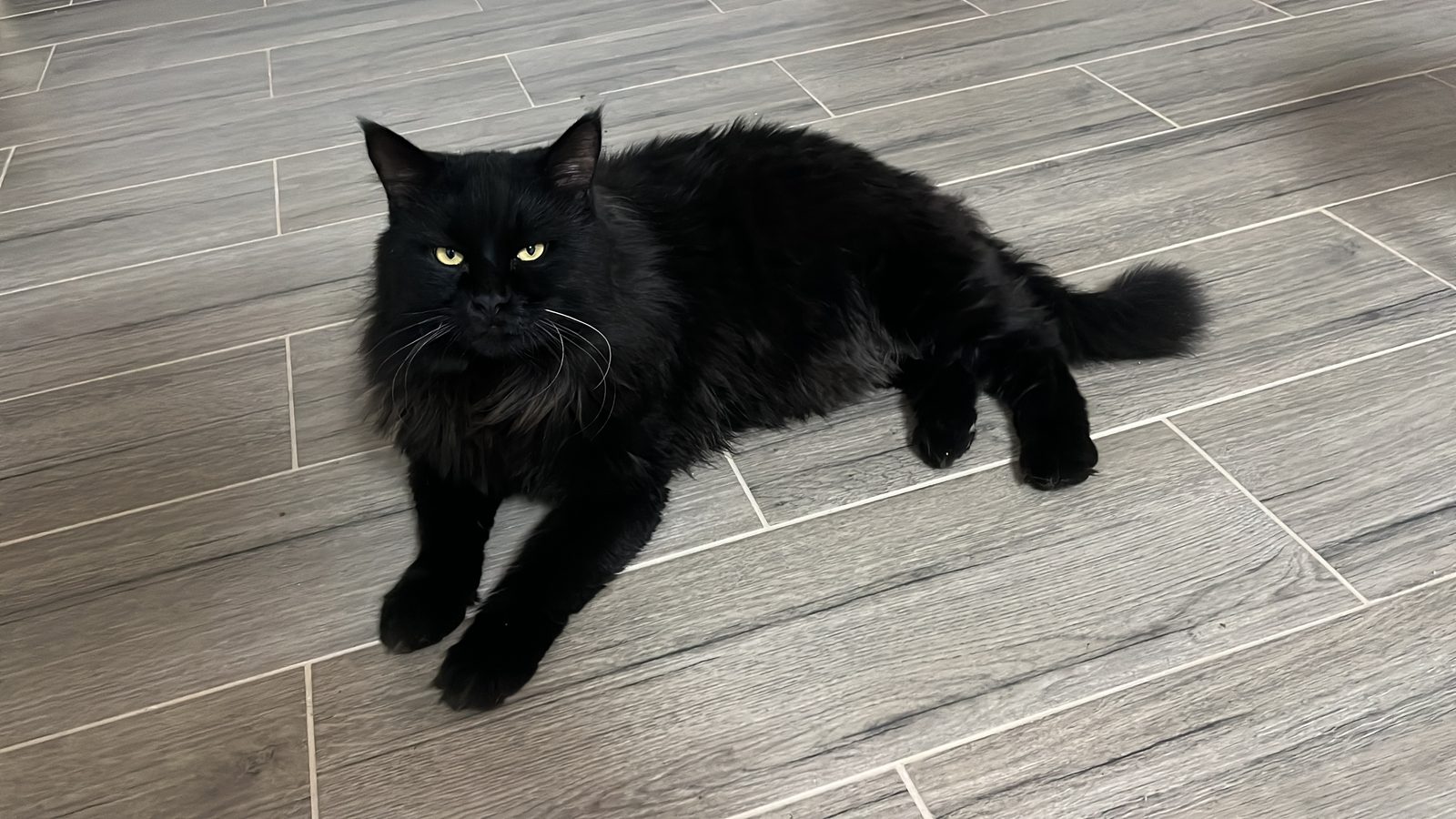 Lost Cat in Wolverhampton, England — listing photo