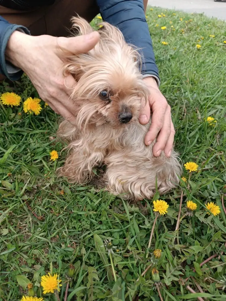Found Dog in Peterborough, England — listing photo
