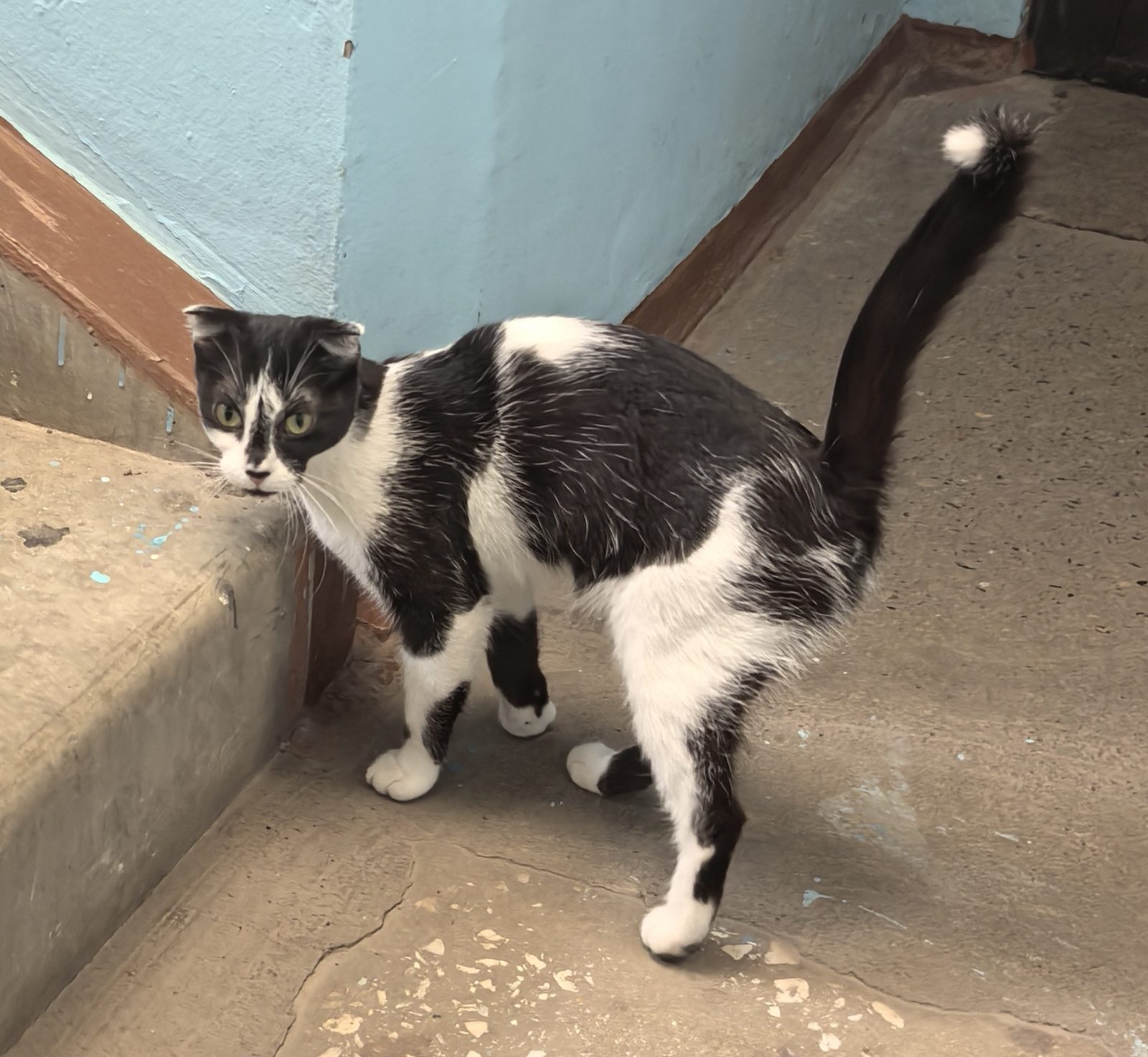Found Cat in Swansea, Wales — Stray cat found in Swansea