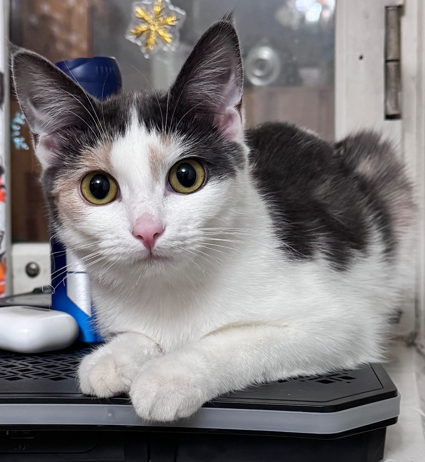 Lost Cat in Reading, England — listing photo