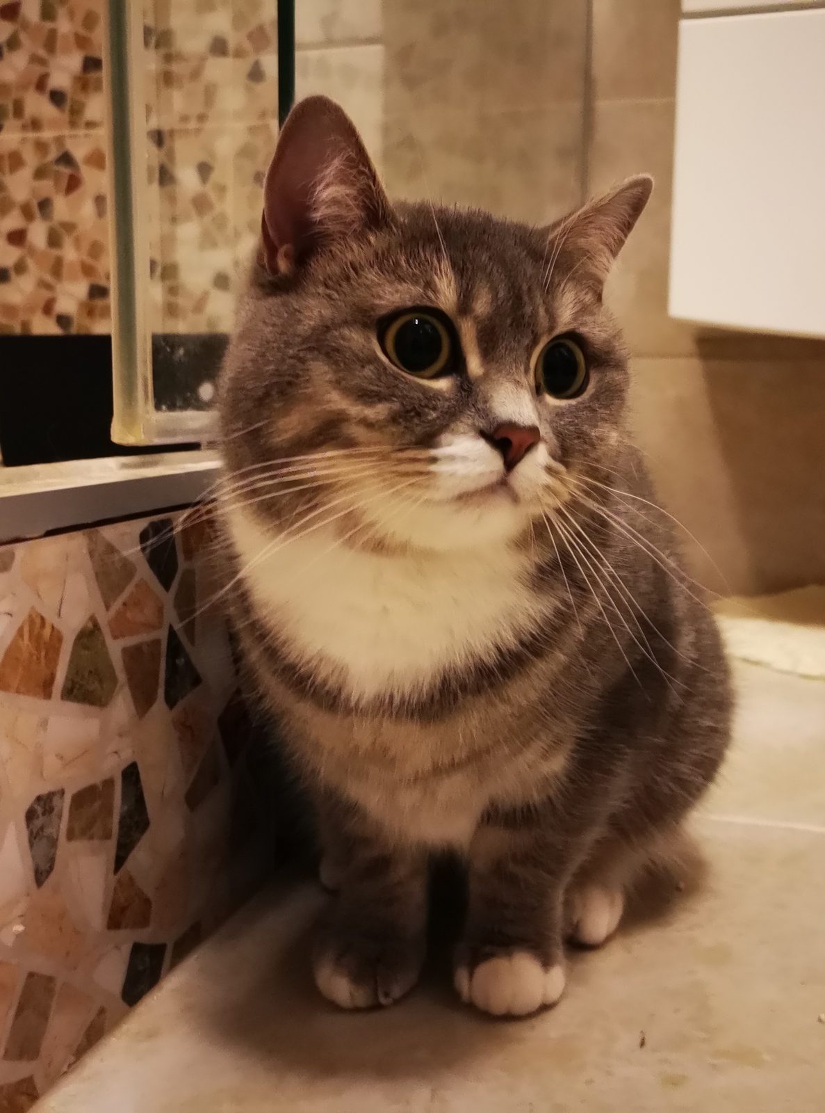 Found Cat in Stoke-on-Trent, England — Cat found in Stoke-on-Trent