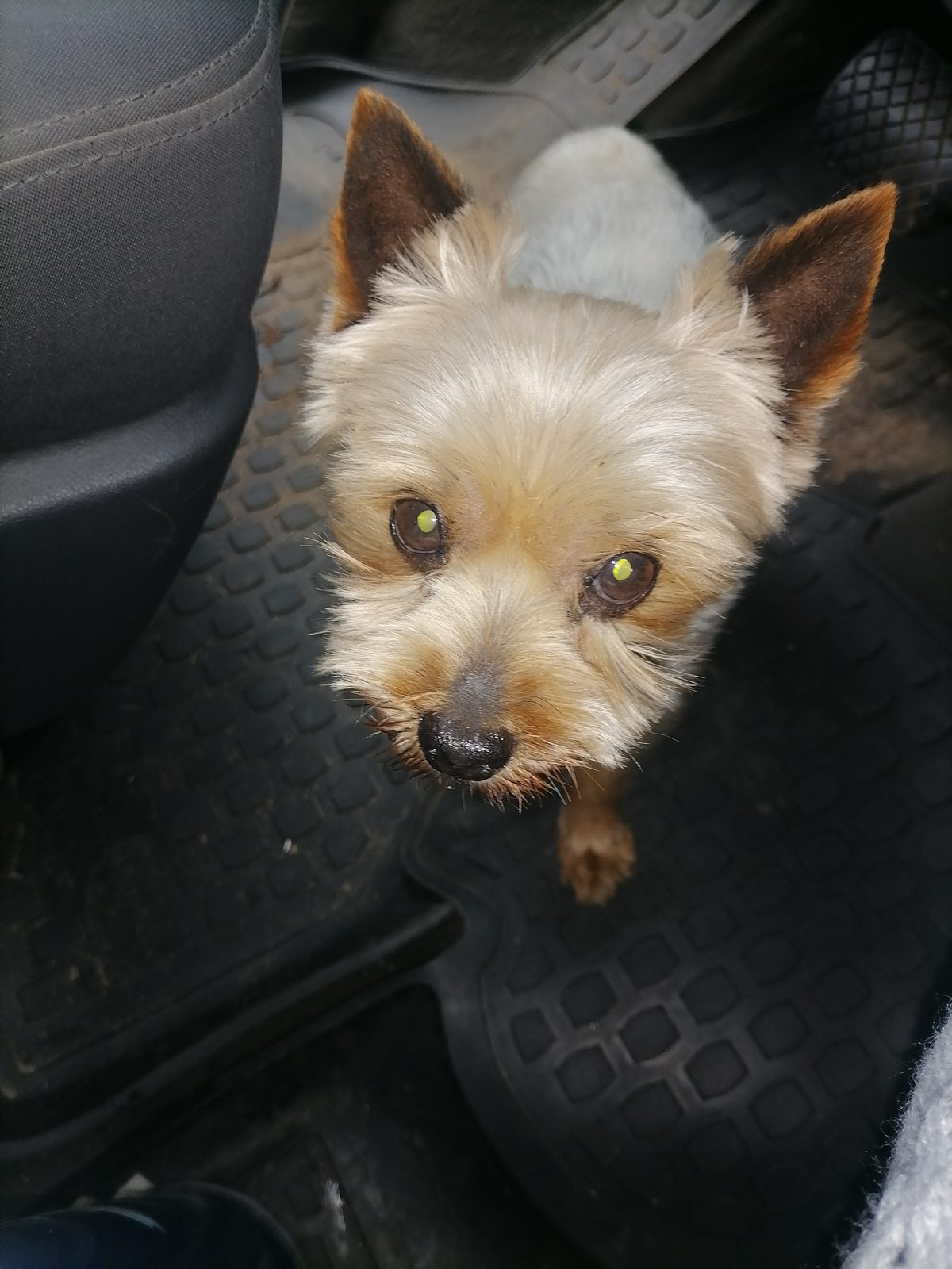Found Dog in Liverpool, England — Stray dog found in Liverpool