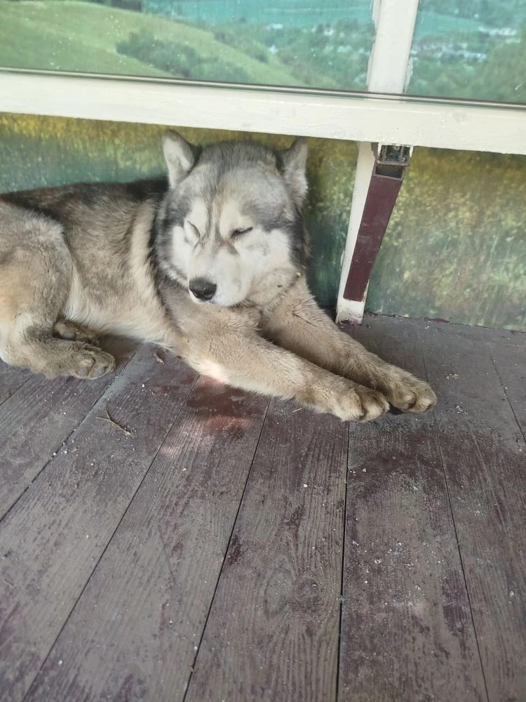 Found Dog in Gloucester, England — Stray dog found in Gloucester
