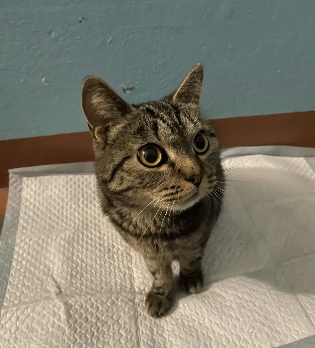 Found Cat in York, England — Stray cat found in York
