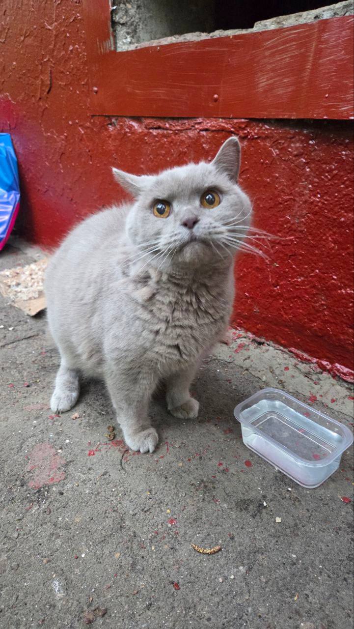 Found Cat in Preston, England — listing photo