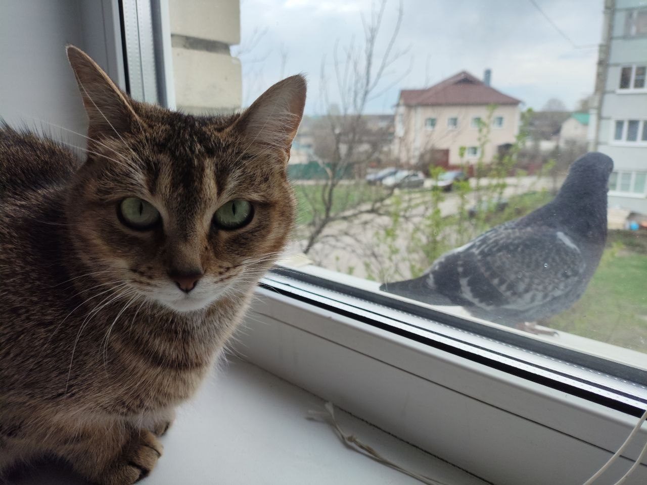 Lost Cat in Coventry, England — listing photo