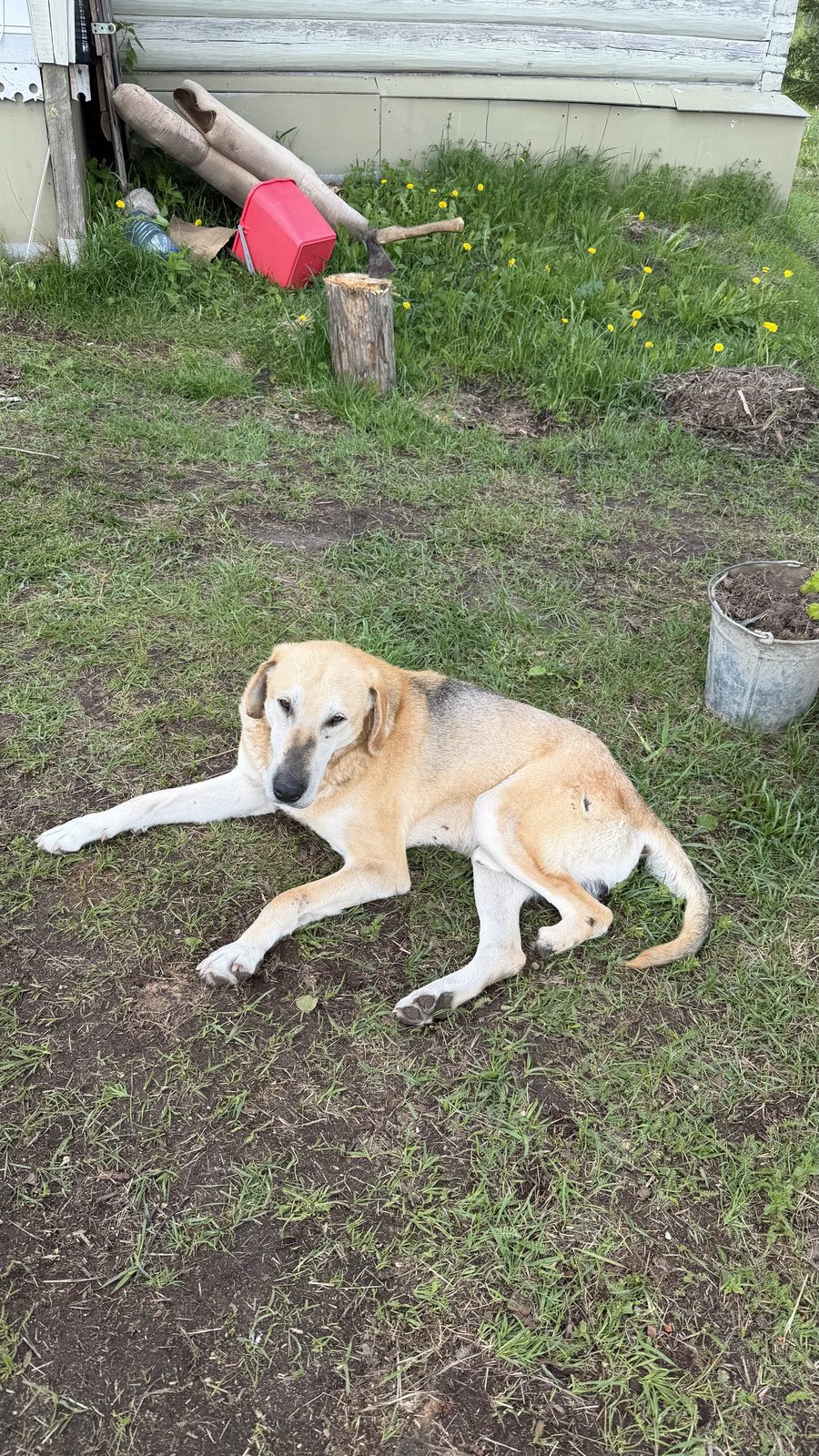 Found Dog in Exeter, England — Dog found safe in Exeter