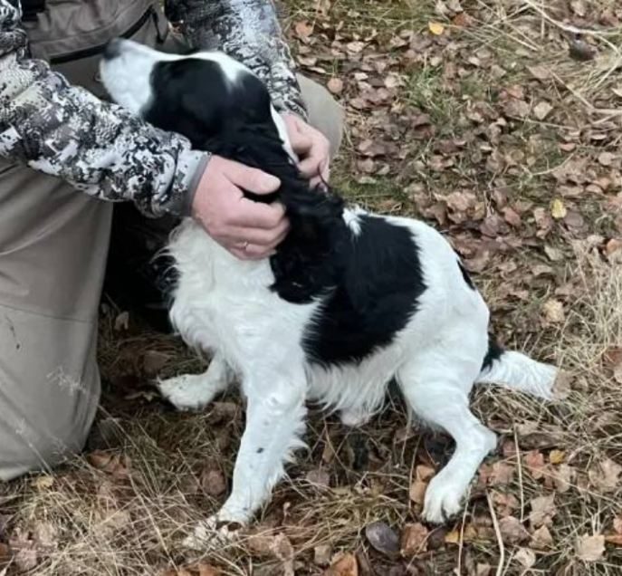 Lost Dog in Blackpool, England Lost Dog in Blackpool, England — listing photo
