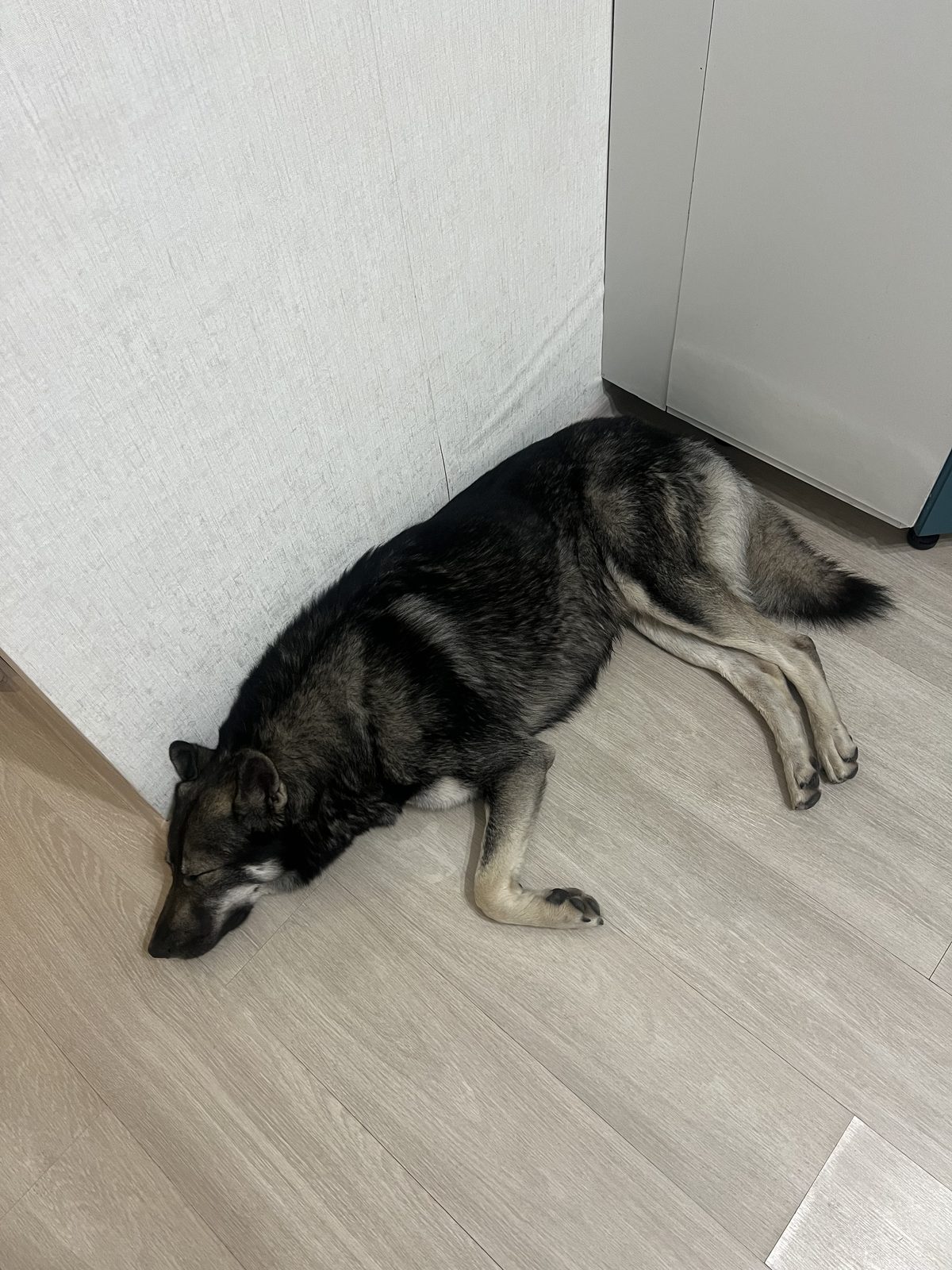 Found Dog in Oxford, England — listing photo