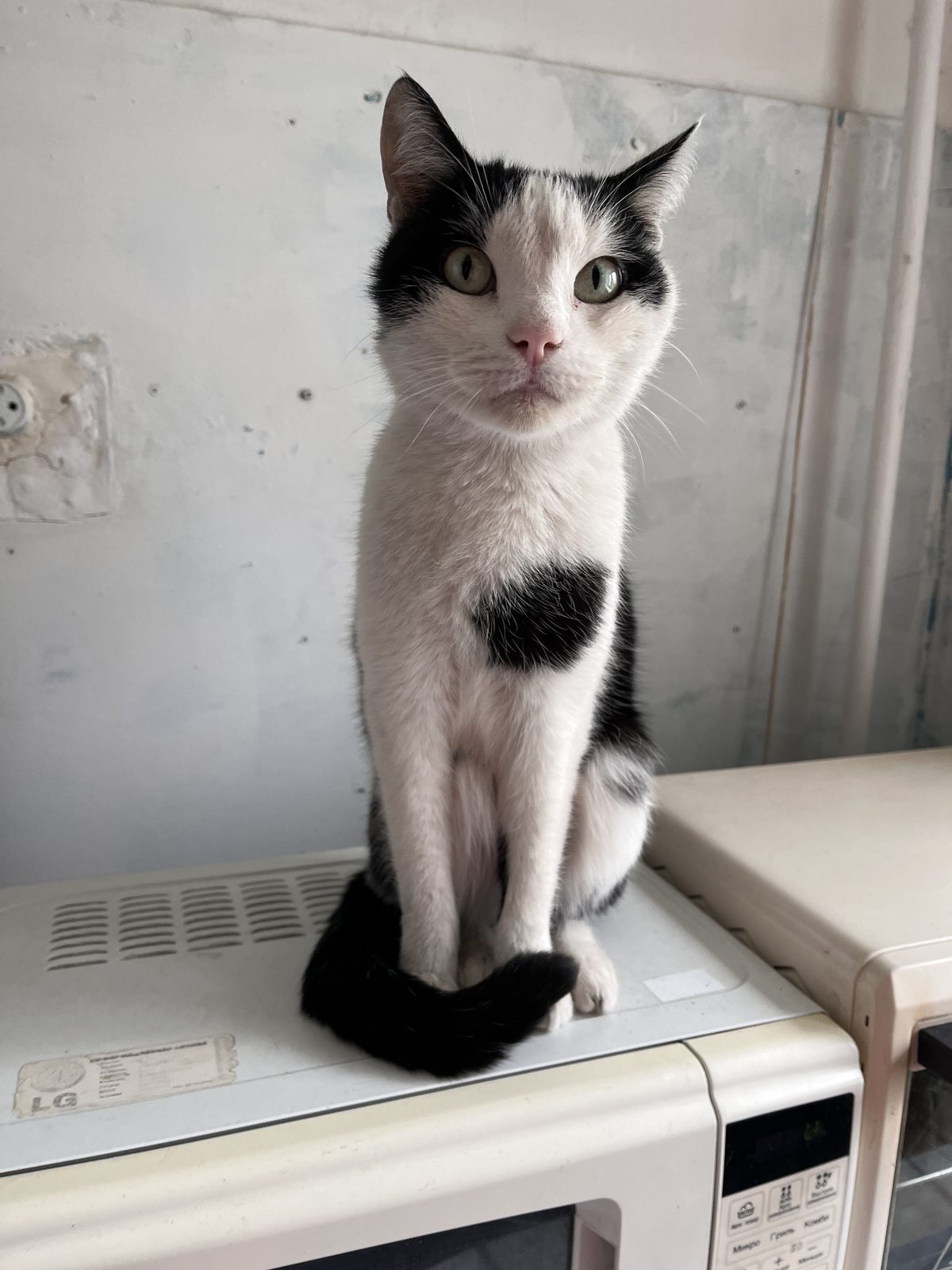 Found Cat in Manchester, England — listing photo