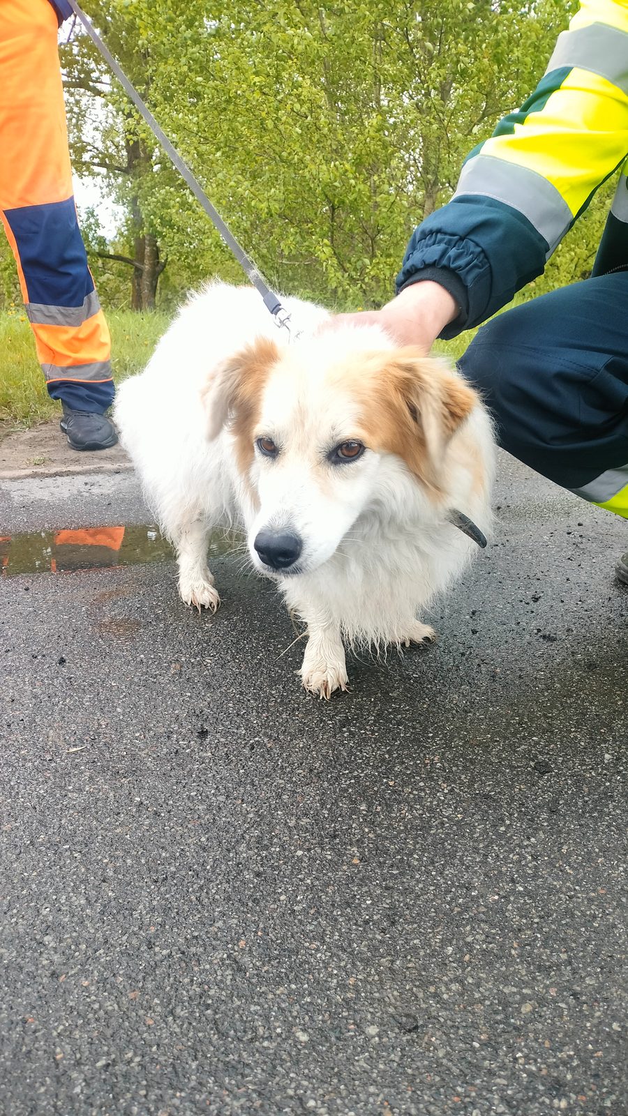 Found Dog in Dundee, Scotland — listing photo