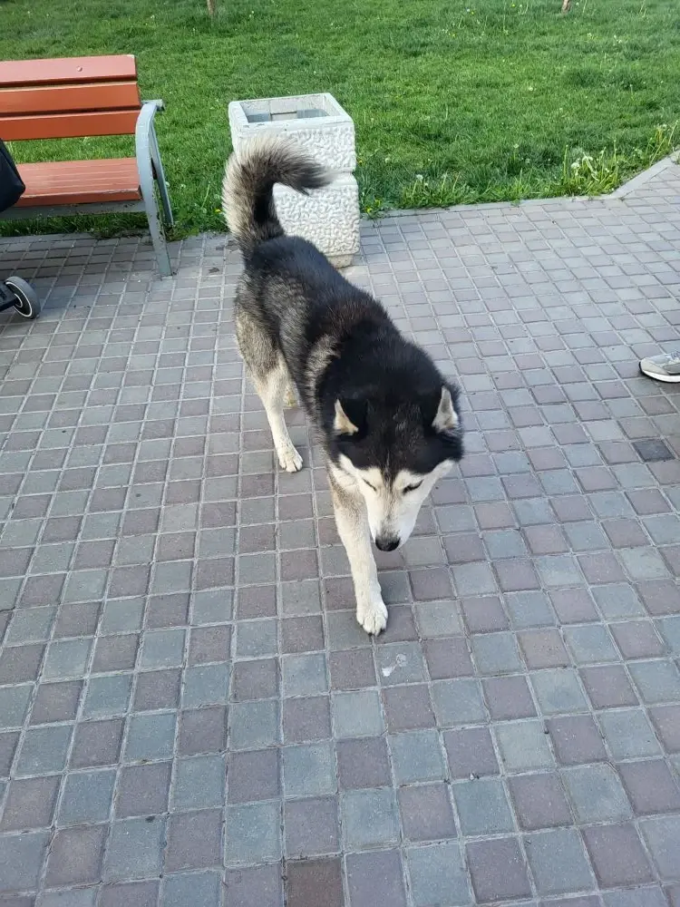 Found Dog in Preston, England — Dog found safe in Preston