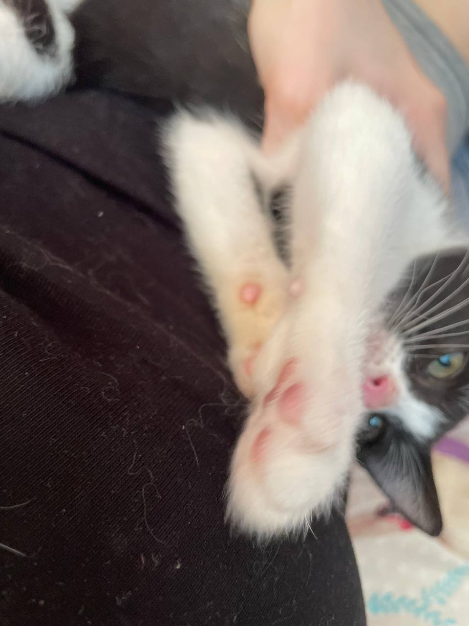 Found Cat in Blackpool, England — listing photo