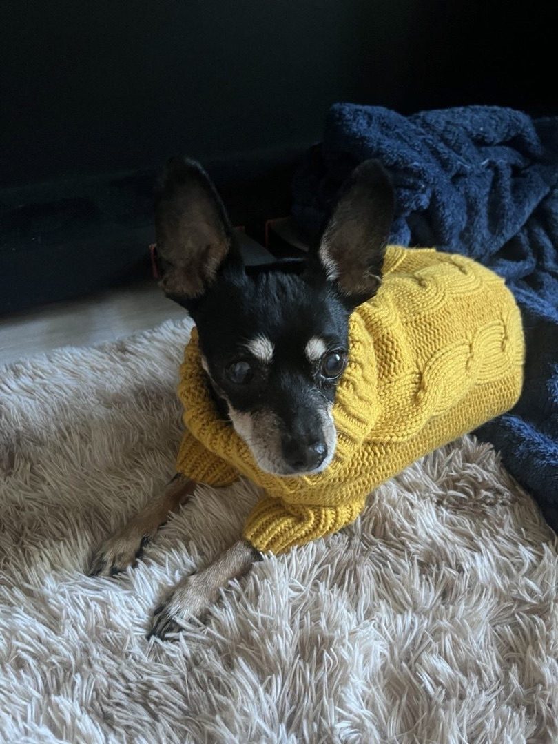 Found Dog in Leicester, England — Dog found safe in Leicester