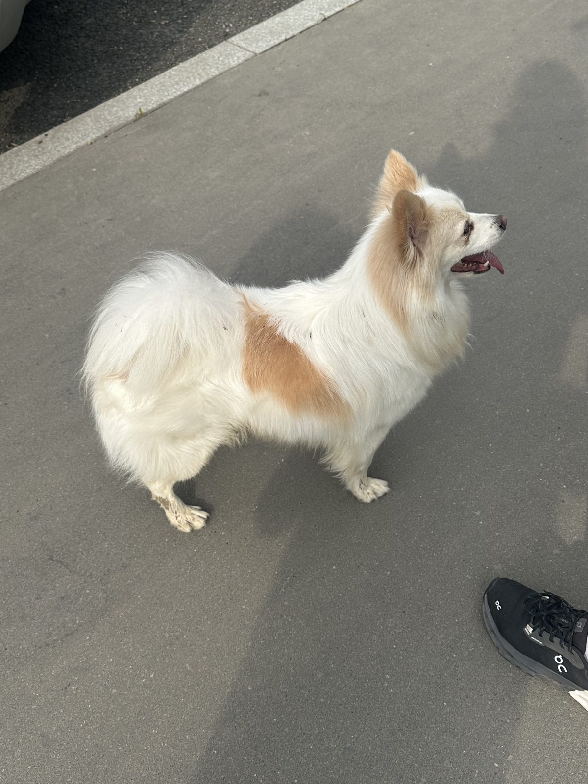 Found Dog in Watford, England: Dog found in Watford Found Dog in Watford, England — Dog found in Watford