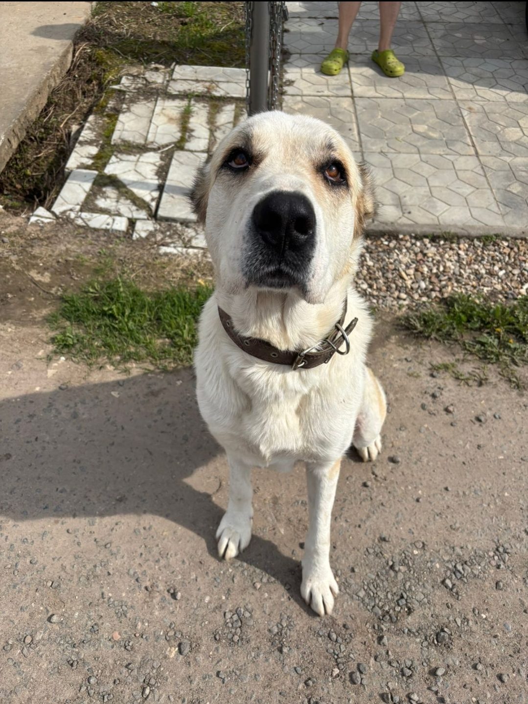 Found Dog in London, England — Stray dog found in London