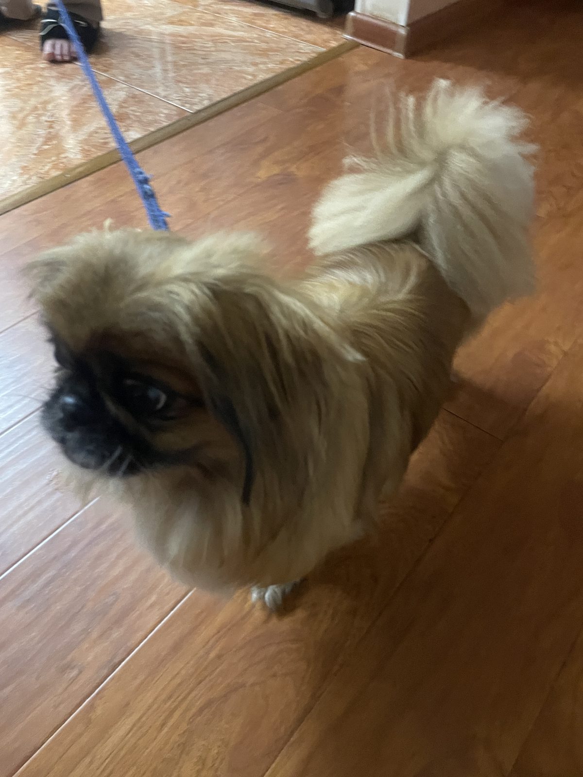 Found Dog in Swindon, England: Stray dog found in Swindon Found Dog in Swindon, England — Stray dog found in Swindon