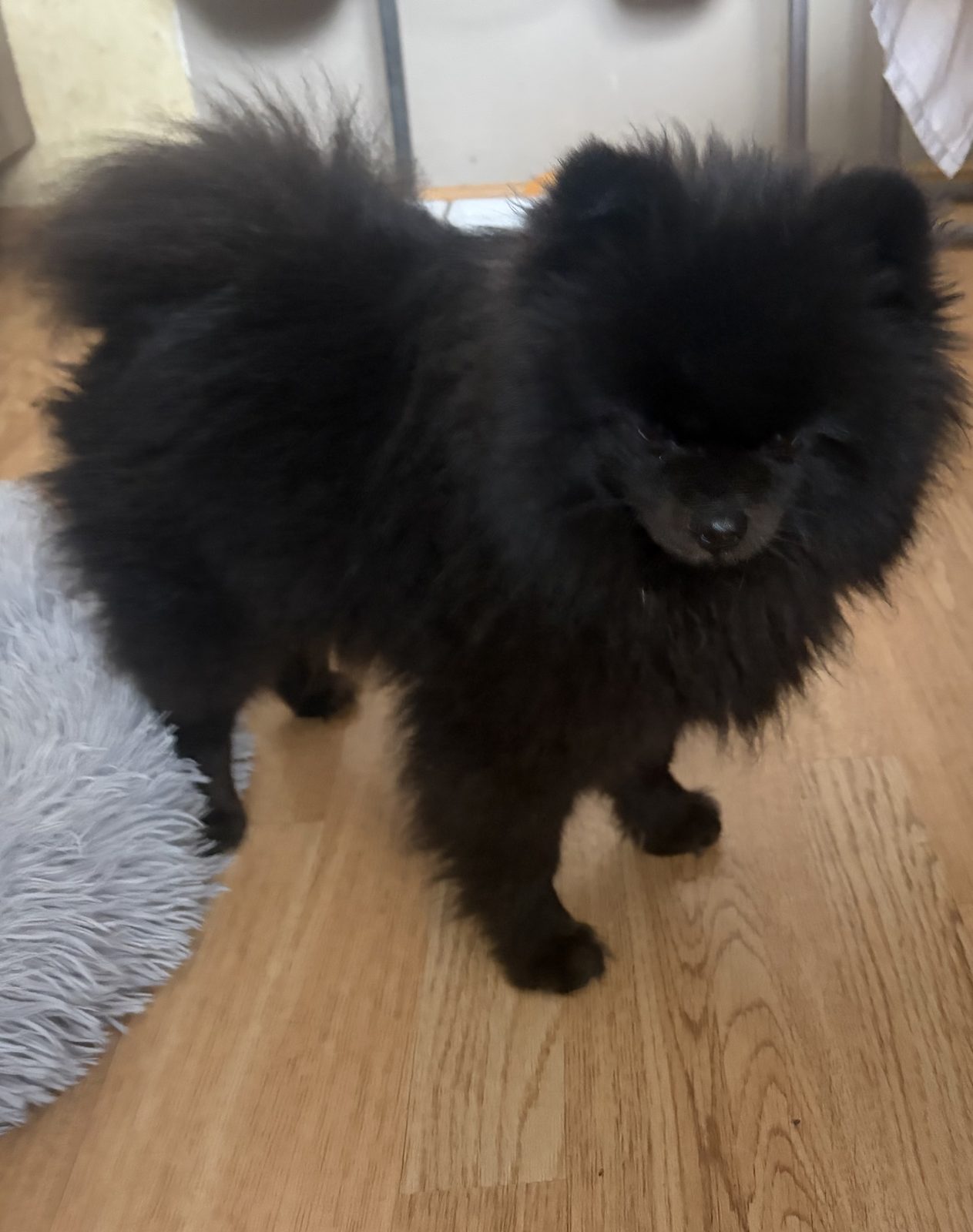 Found Dog in Birmingham, England — listing photo