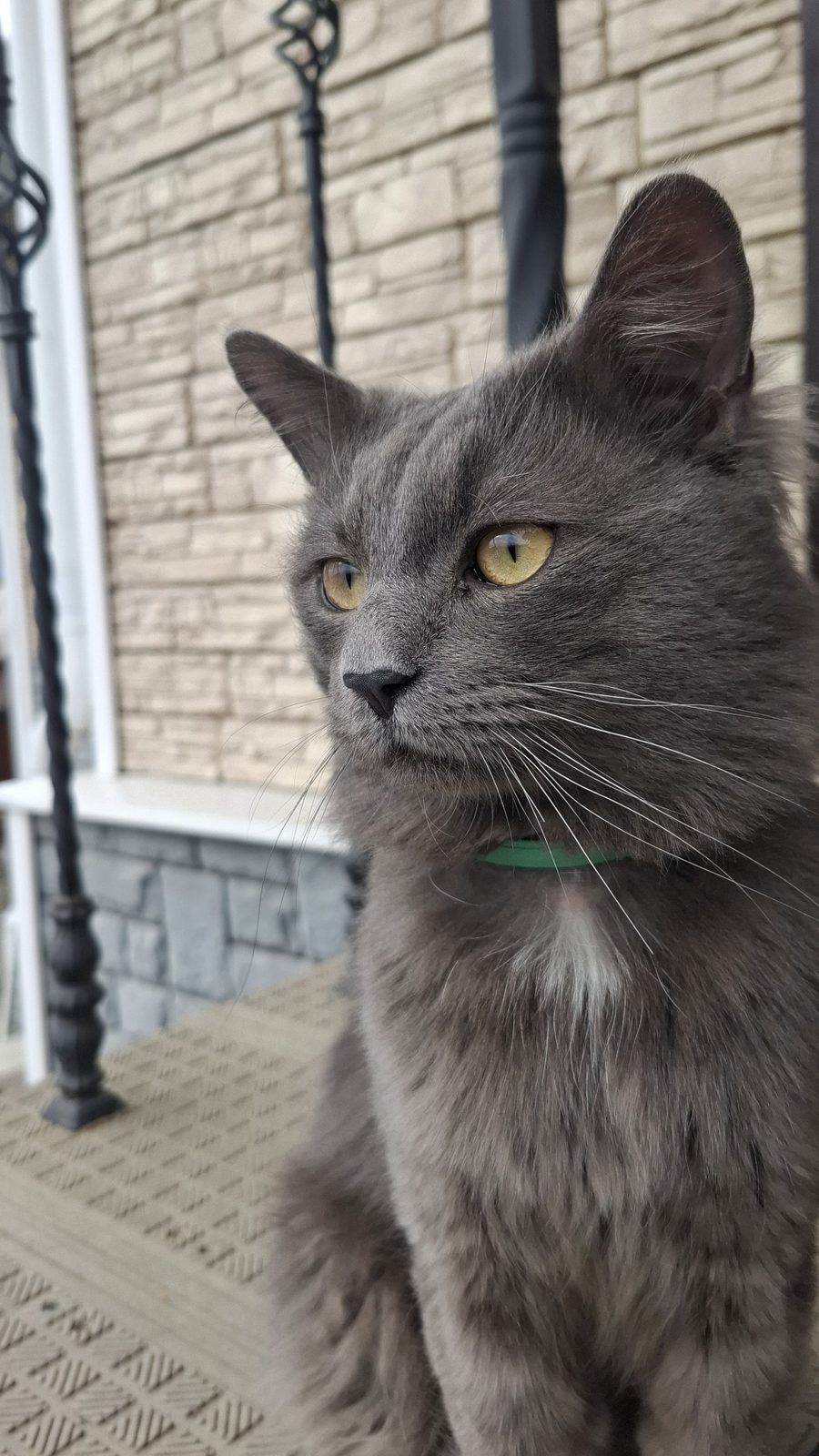 Found Cat in Huddersfield, England: Cat found in Huddersfield Found Cat in Huddersfield, England — Cat found in Huddersfield