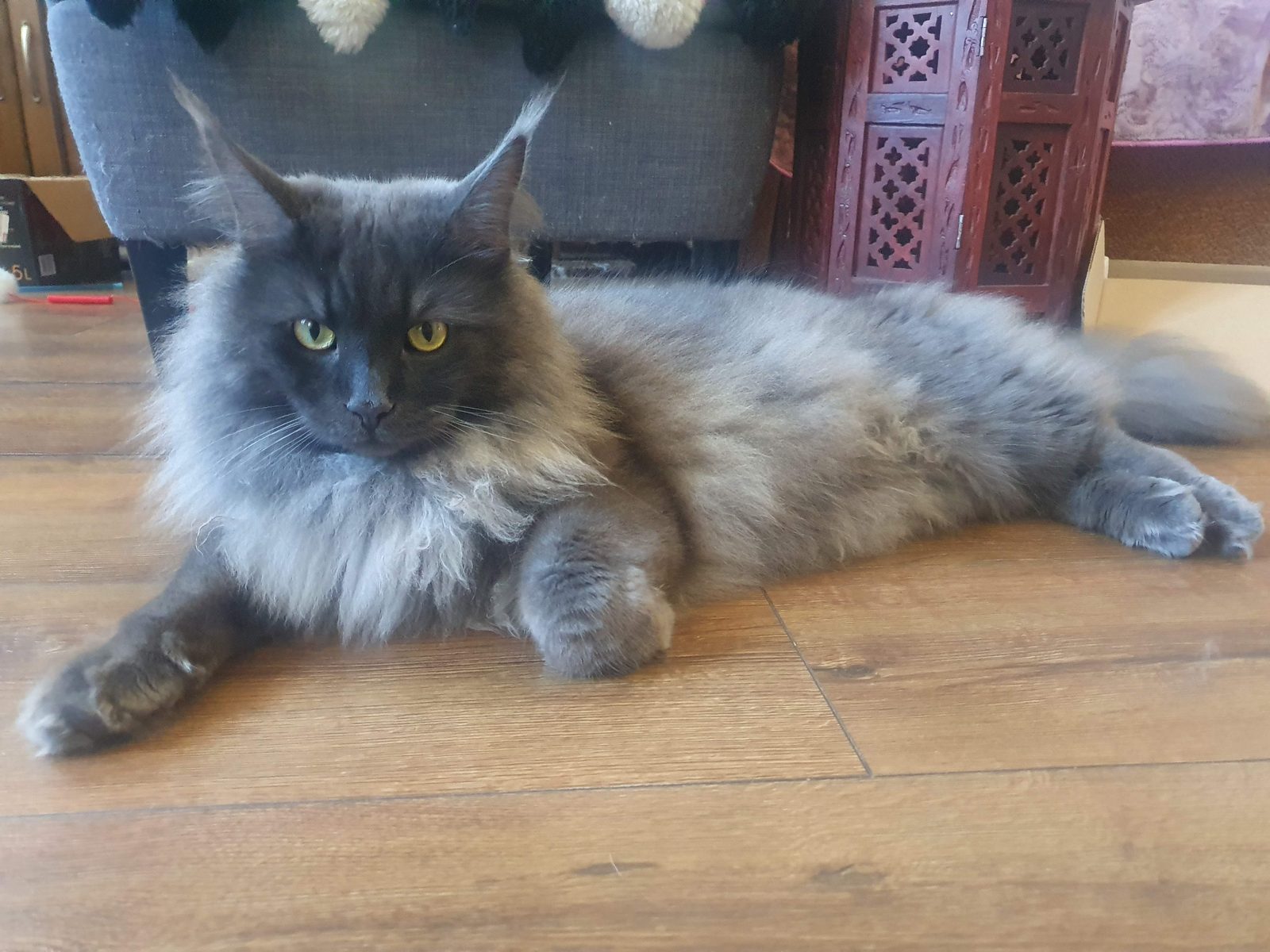Lost Cat in York, England — listing photo