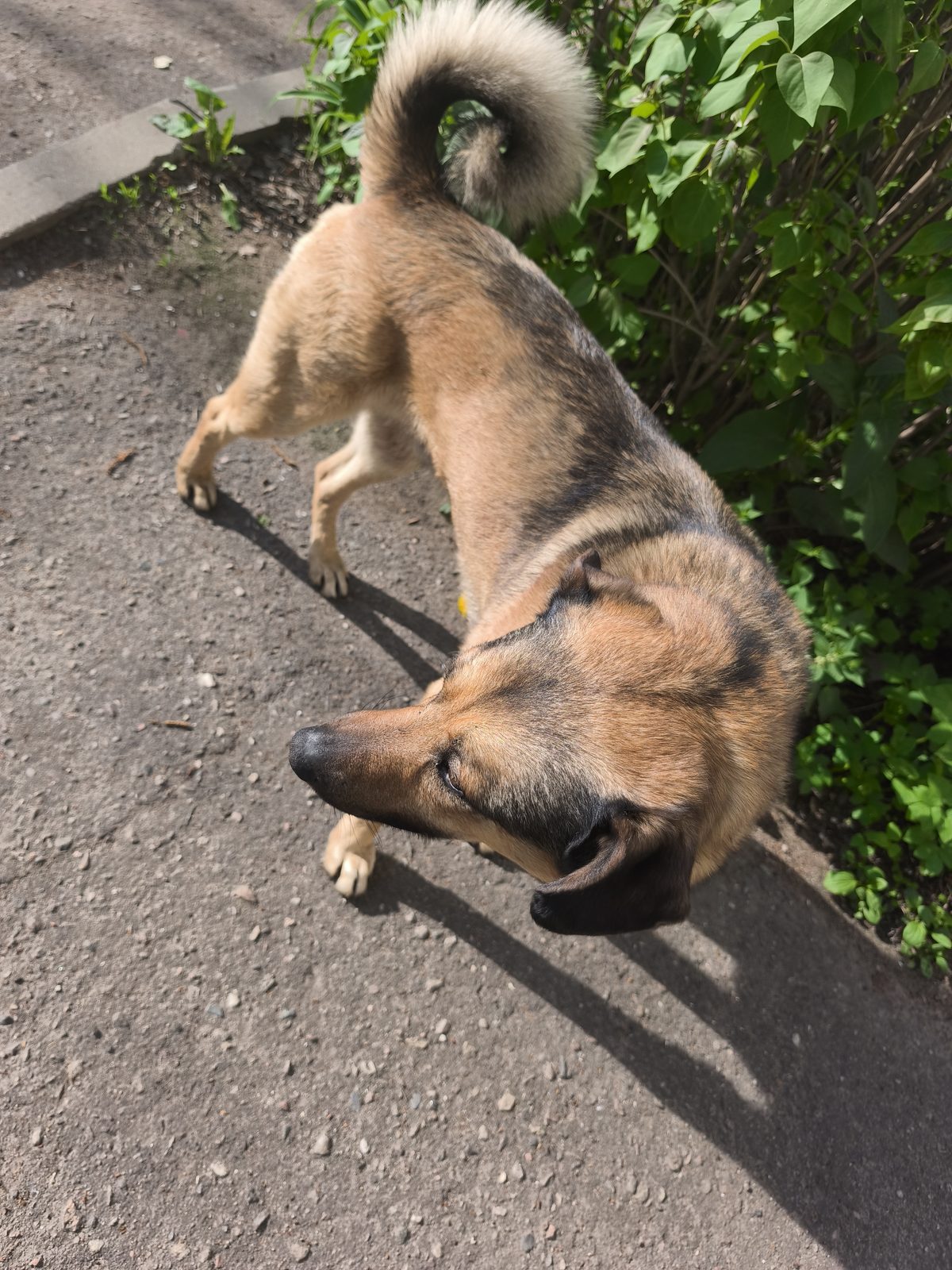 Found Dog in Preston, England — Dog found in Preston
