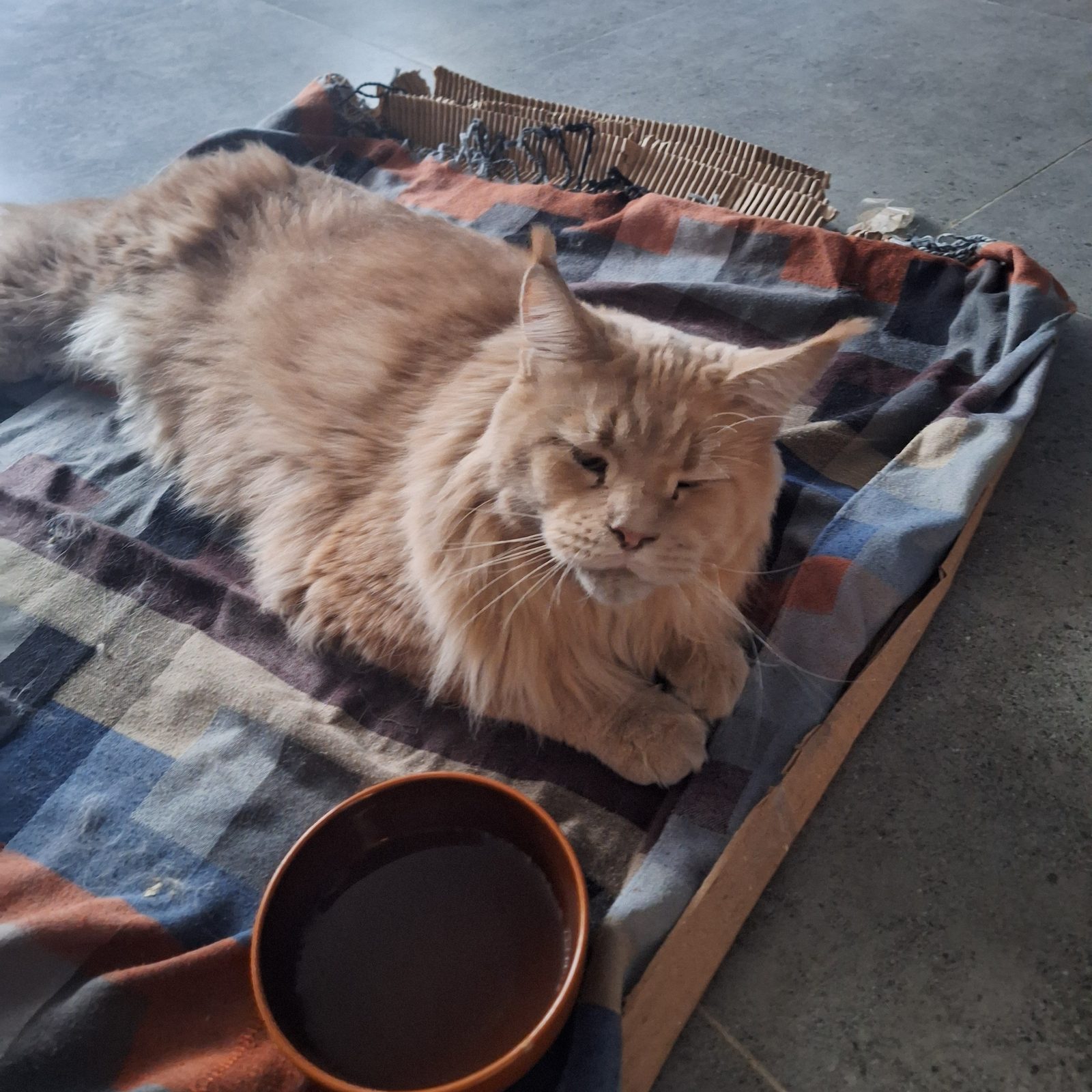 Found Cat in Exeter, England — listing photo
