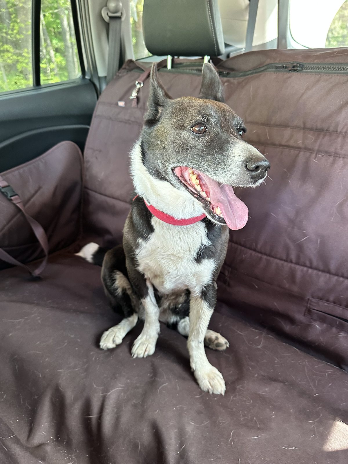 Found Dog in Plymouth, England — Dog found in Plymouth