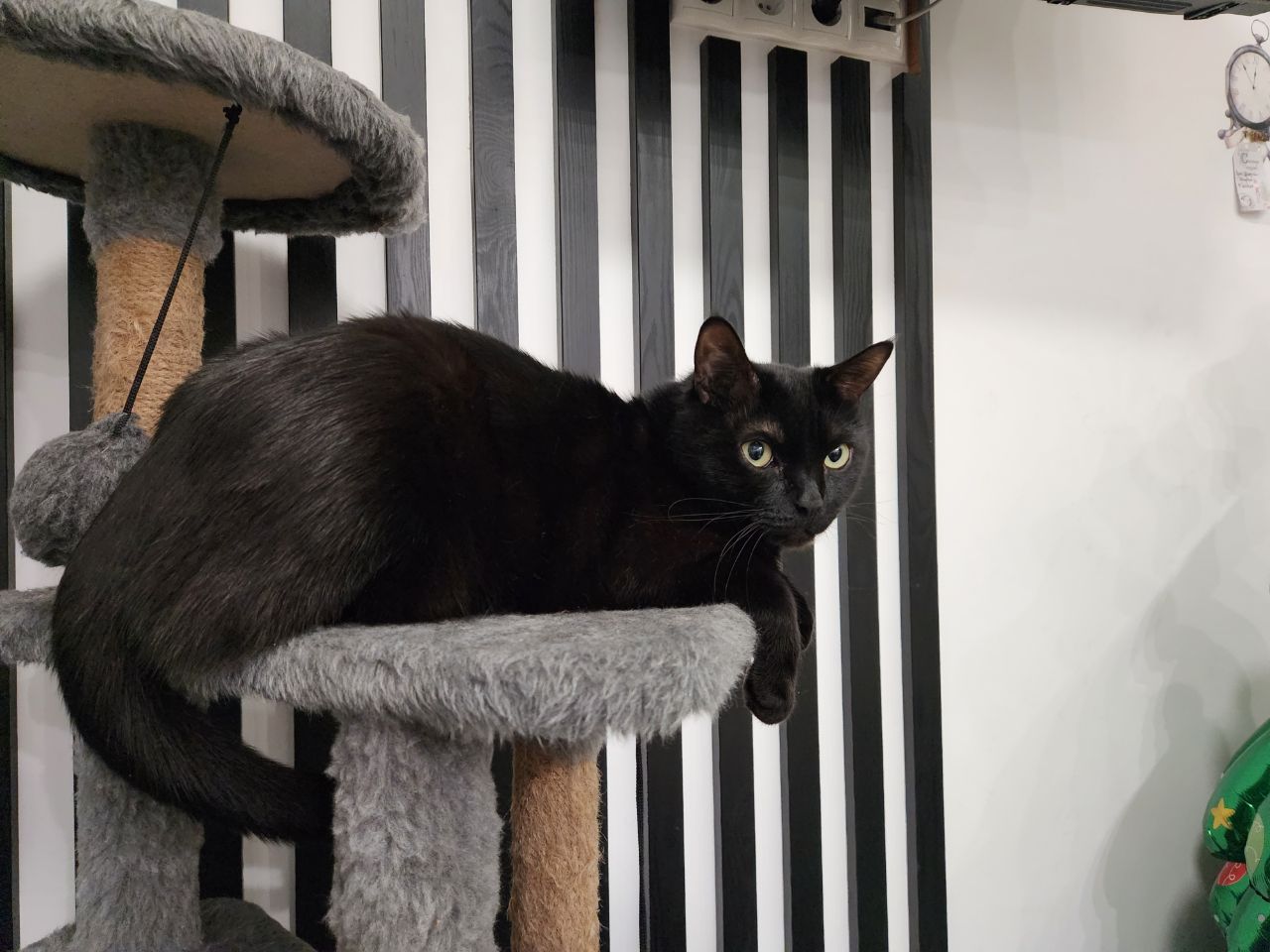 Lost Cat in Plymouth, England — Have you seen this cat in Plymouth?