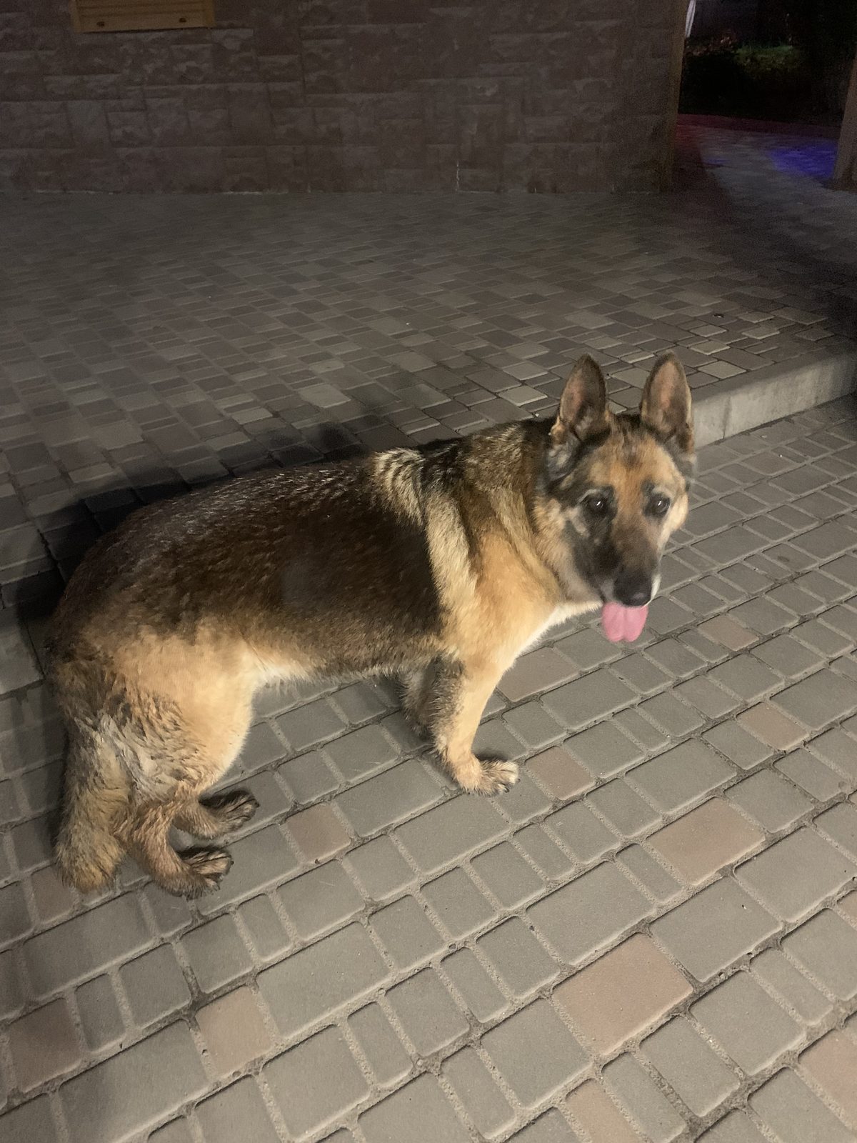 Found Dog in Swansea, Wales — listing photo