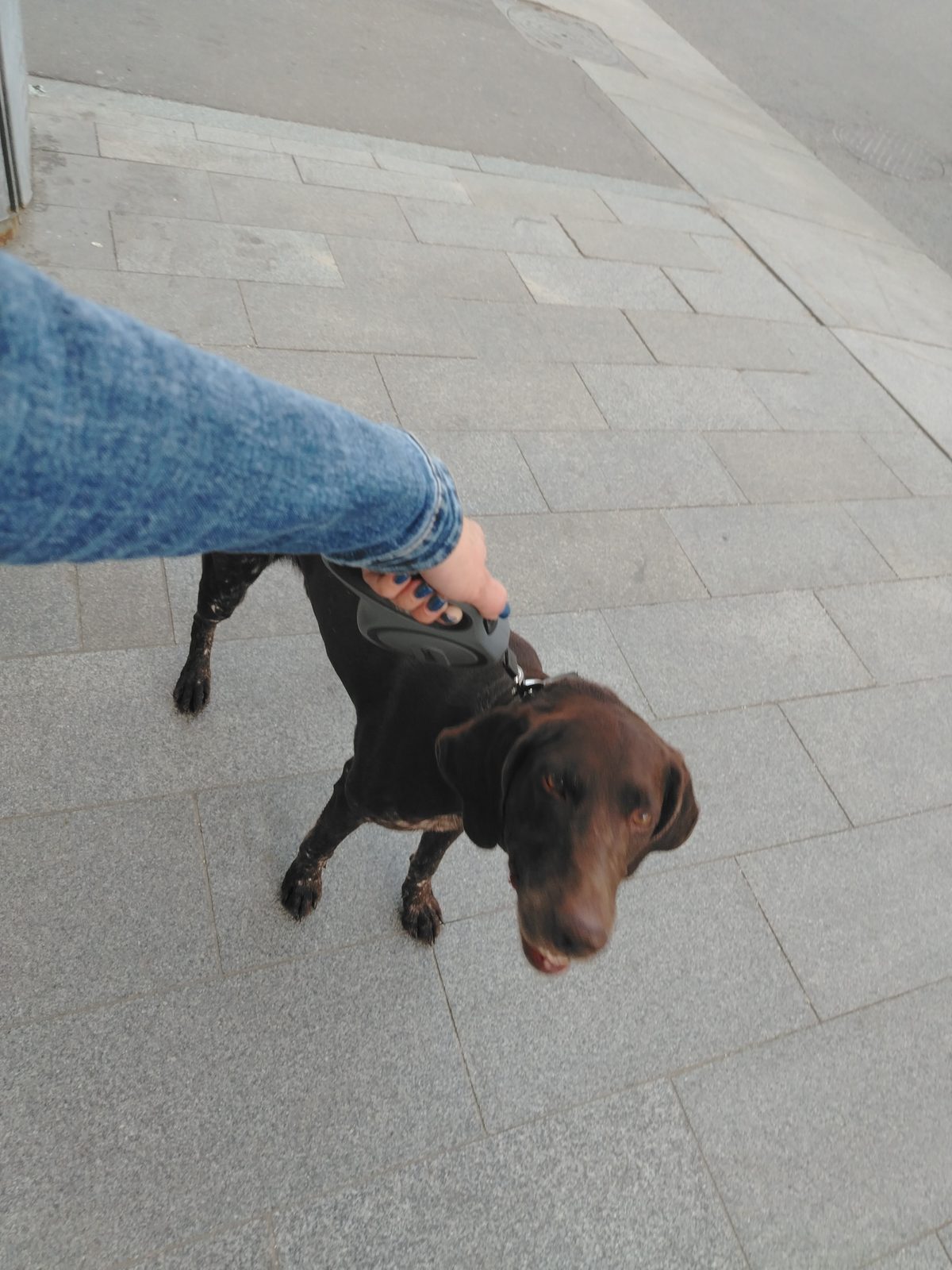 Found Dog in Stockport, England: Dog found safe in Stockport Found Dog in Stockport, England — Dog found safe in Stockport