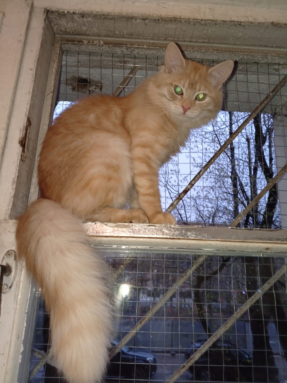 Lost Cat in Glasgow, Scotland — Have you seen this cat in Glasgow?