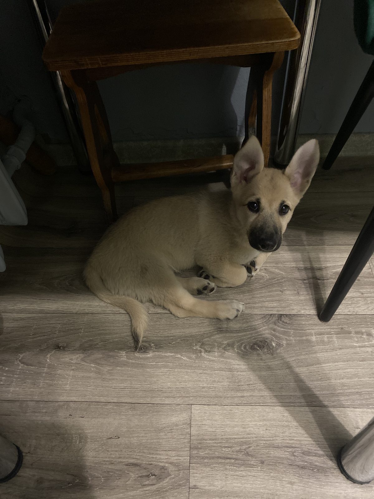 Found Dog in Bradford, England — Stray dog found in Bradford