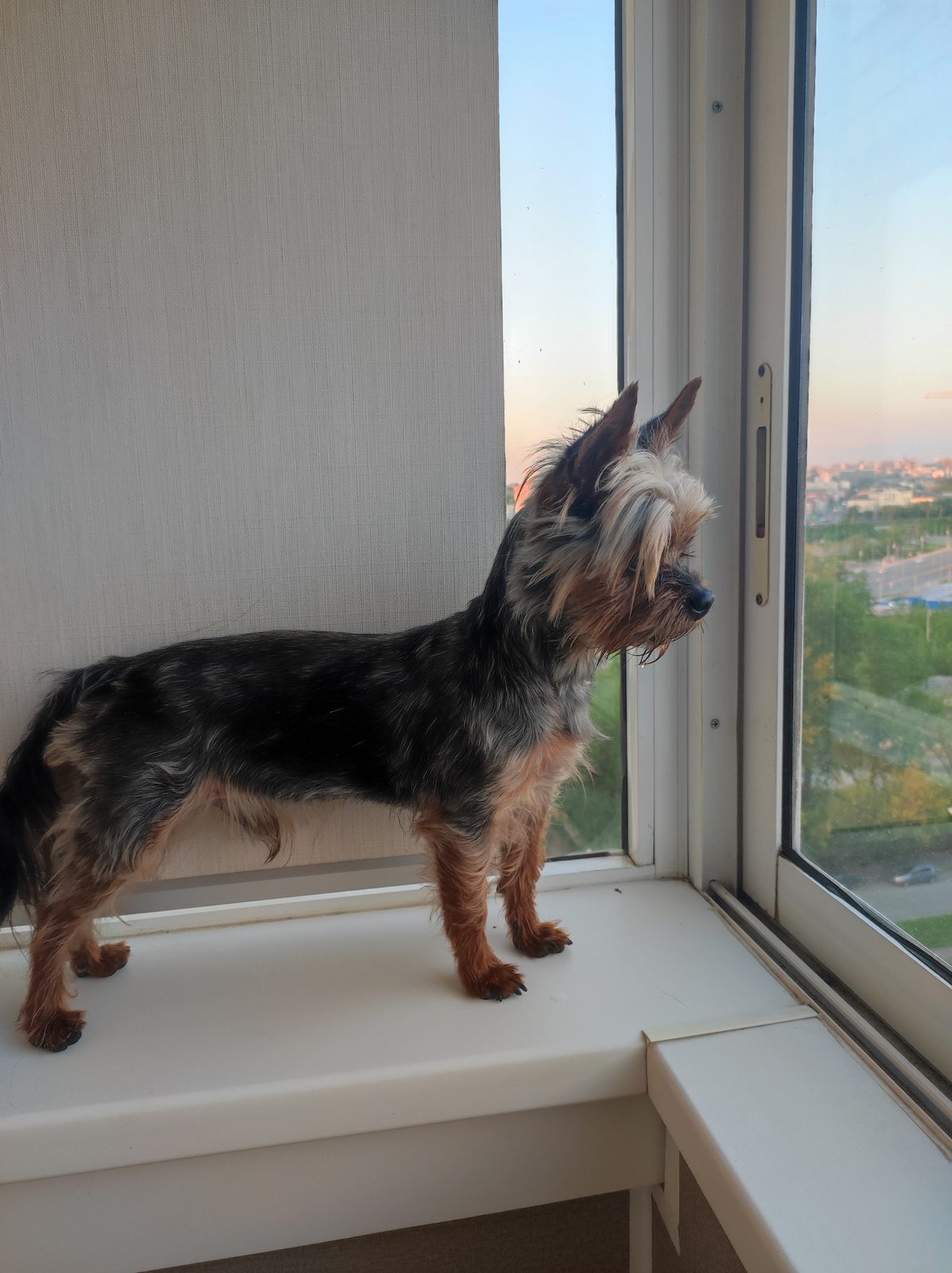Found Dog in Derby, England — listing photo