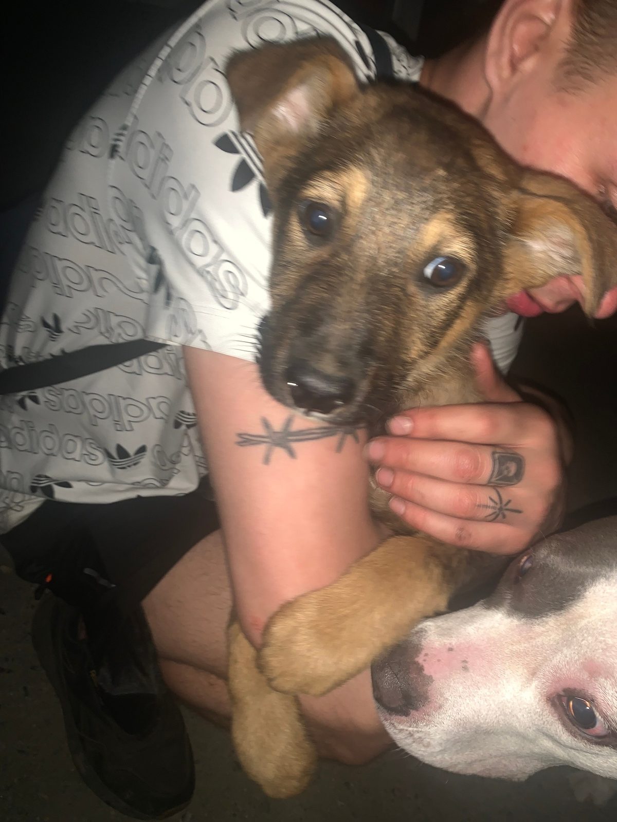 Found Dog in Oxford, England — listing photo