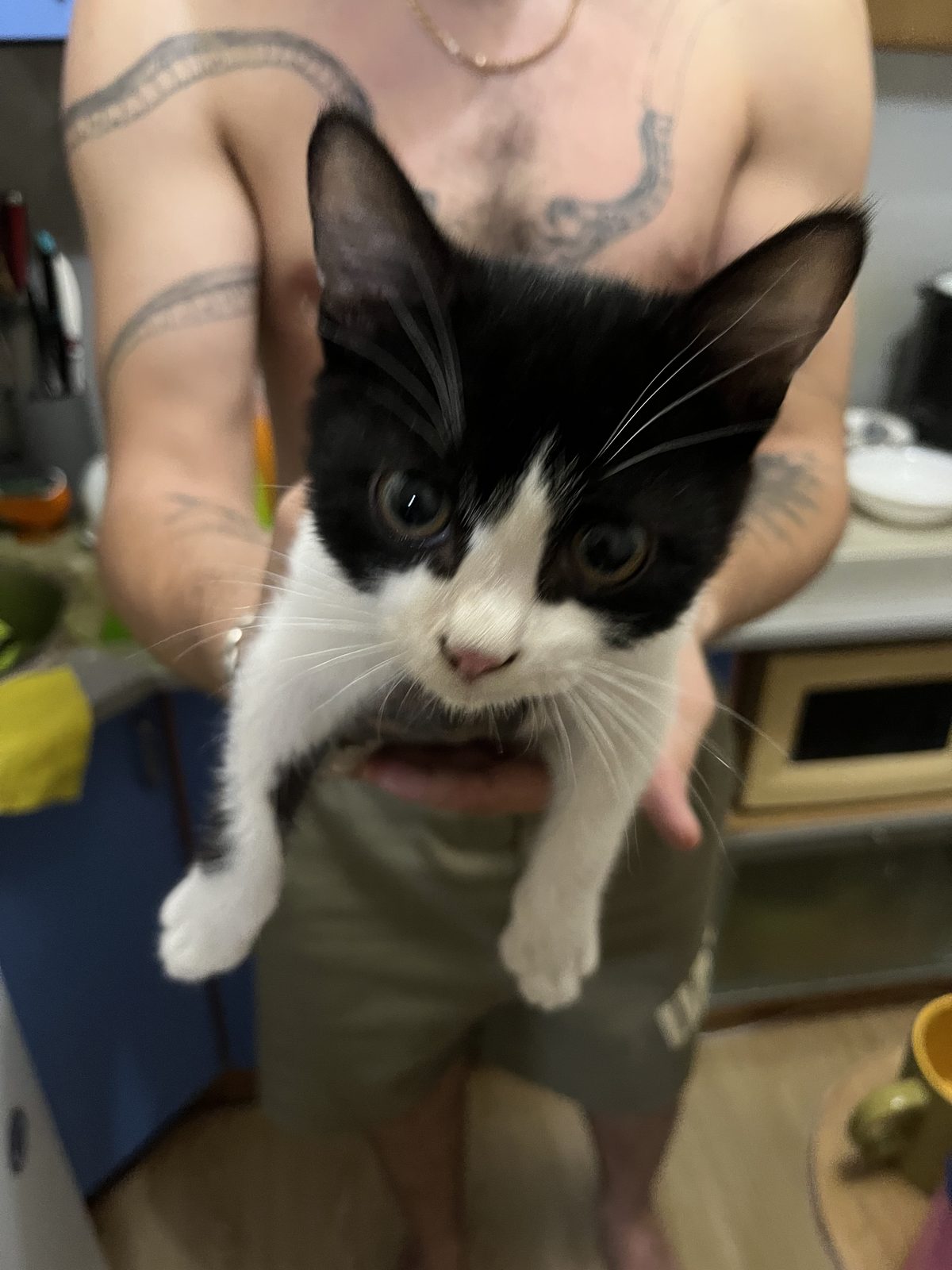 Found Cat in Norwich, England — Cat found safe in Norwich