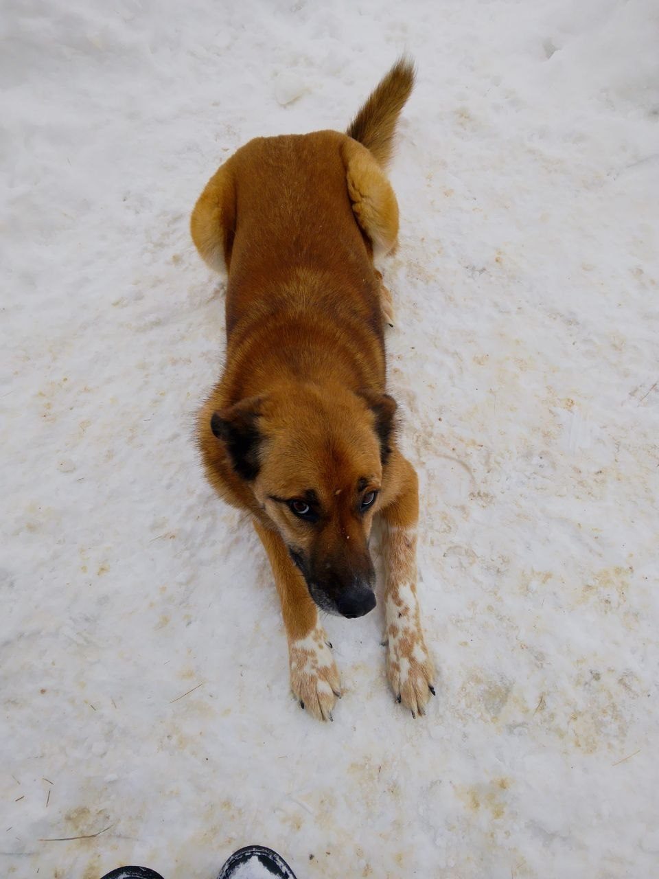 Lost Dog in Wolverhampton, England — listing photo