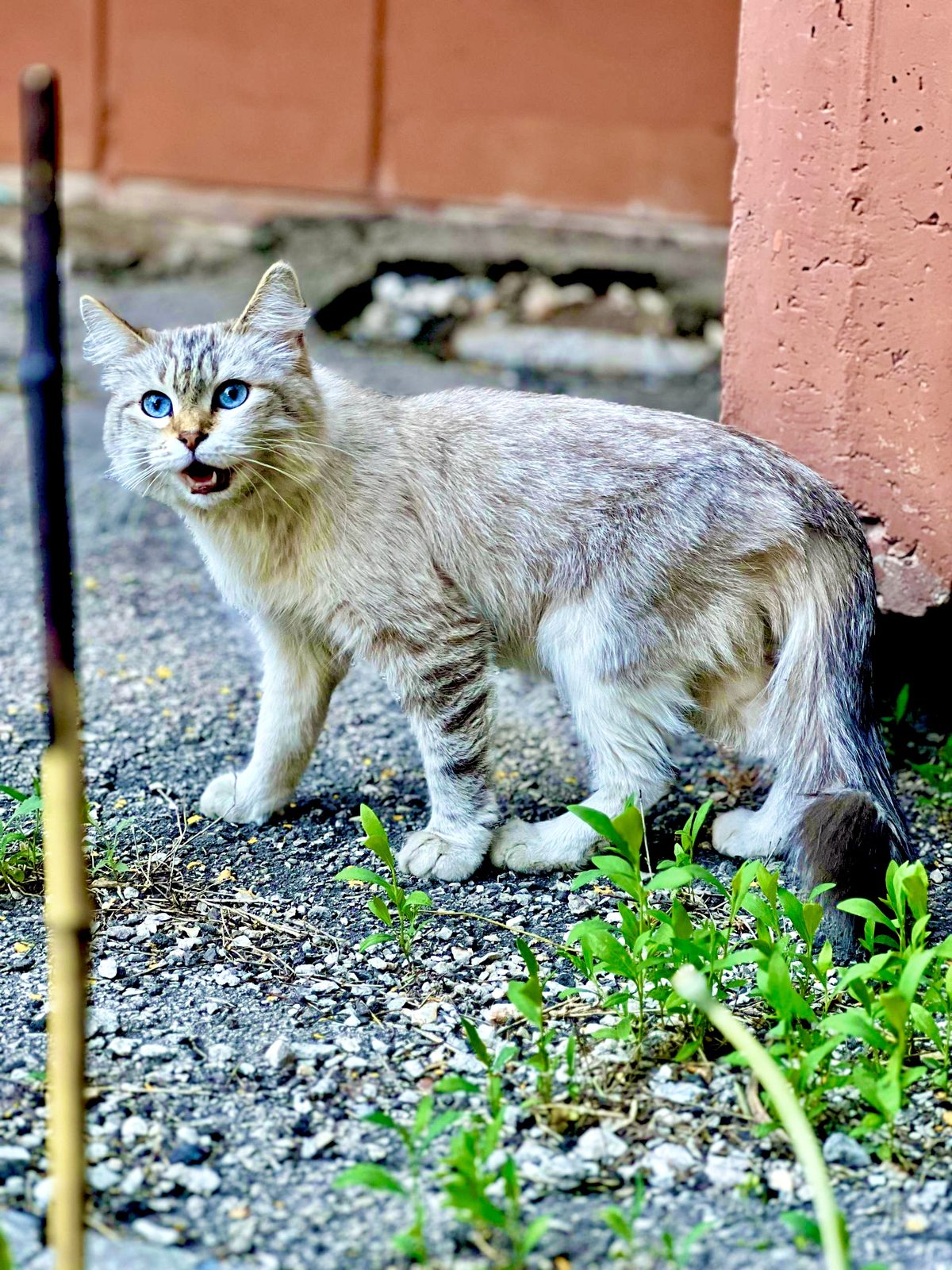 Found Cat in Manchester, England — listing photo