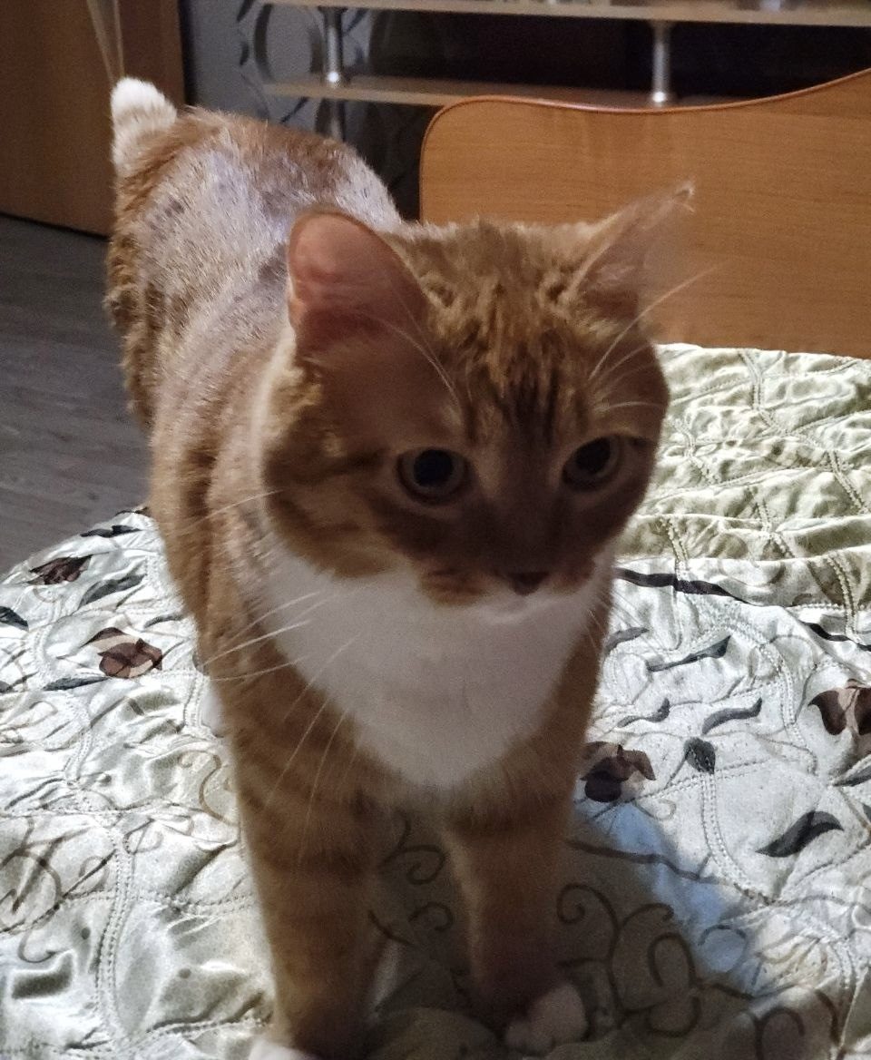 Lost Cat in Portsmouth, England — Have you seen this cat in Portsmouth?