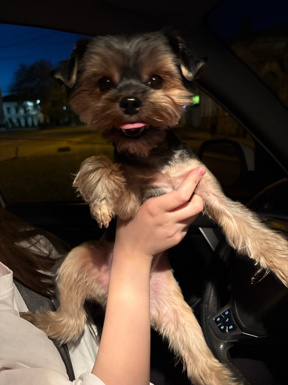 Found Dog in Leicester, England — Dog found in Leicester