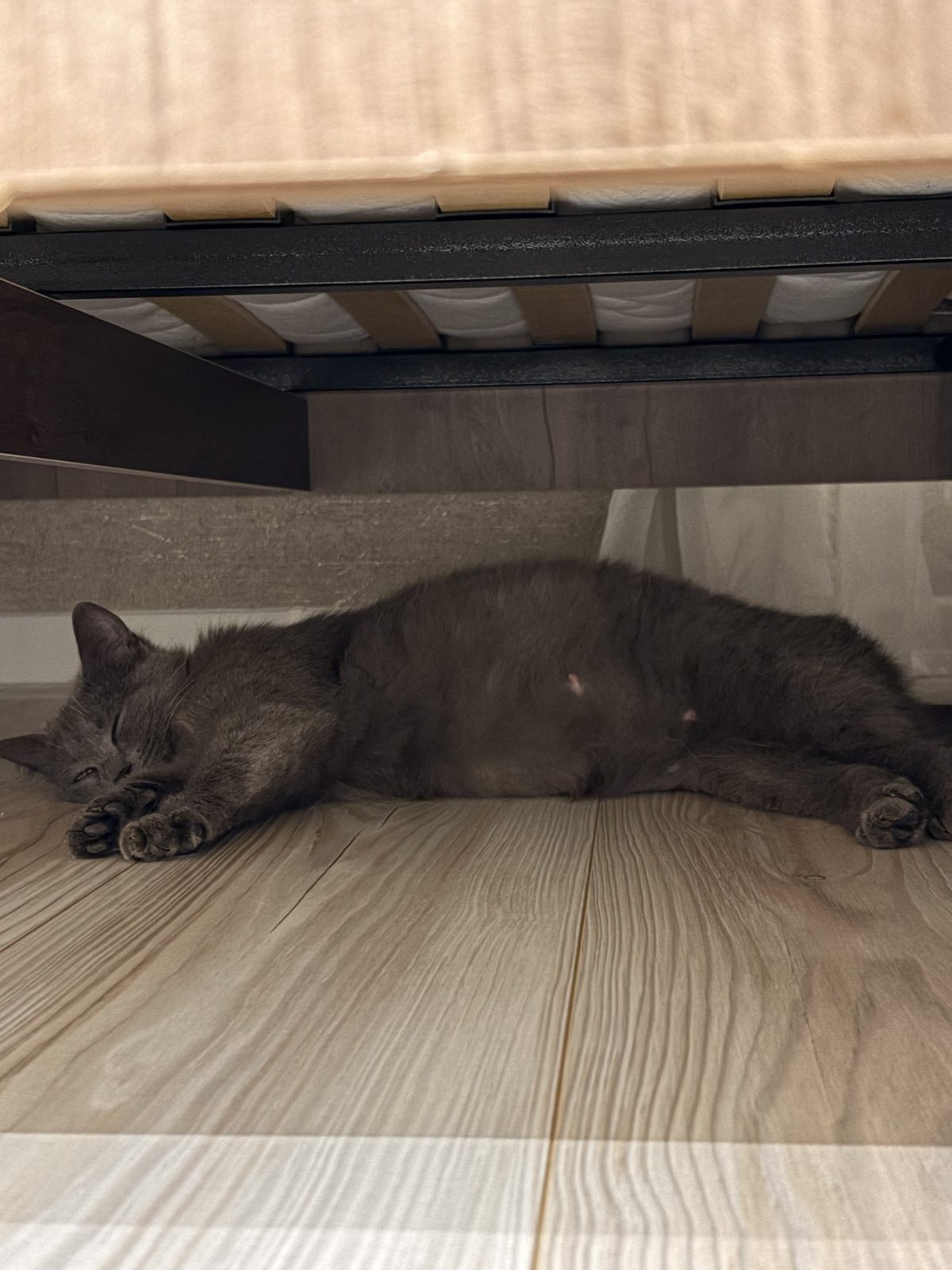 Found Cat in Cardiff, Wales — listing photo